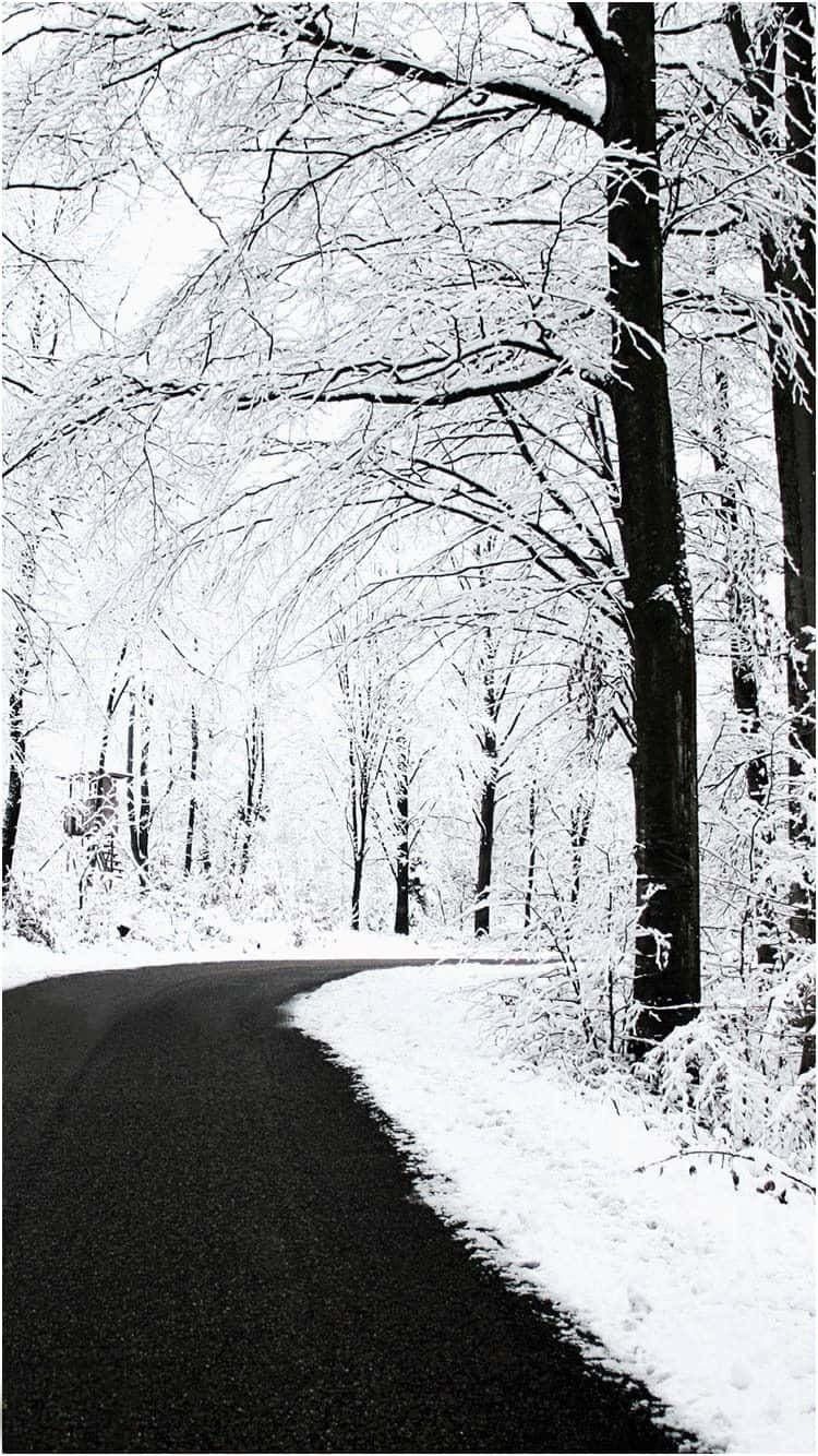 冬季穿過光禿樹木的積雪森林小徑。