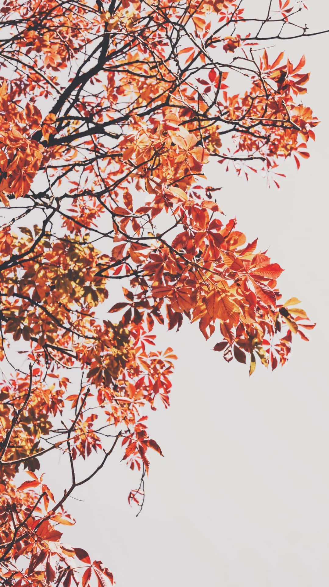 在蒼白天空映襯下的橙色和紅色秋葉。