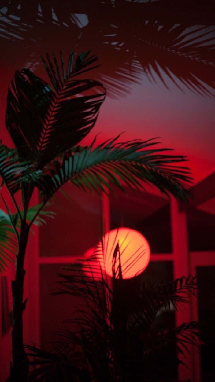 棕櫚樹在現代建築後方的紅色日落中形成剪影。
