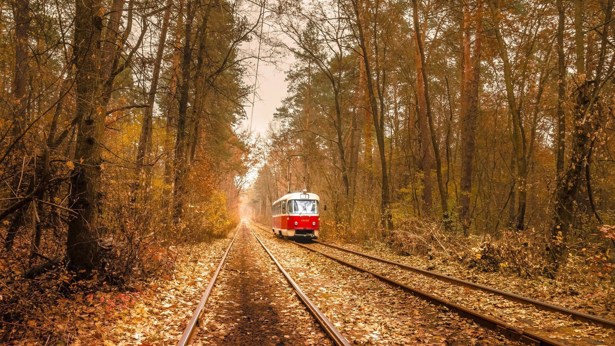 烏克蘭森林中的有軌電車 壁紙 — 一輛紅色電車穿過金色的秋林，落葉覆蓋著軌道。