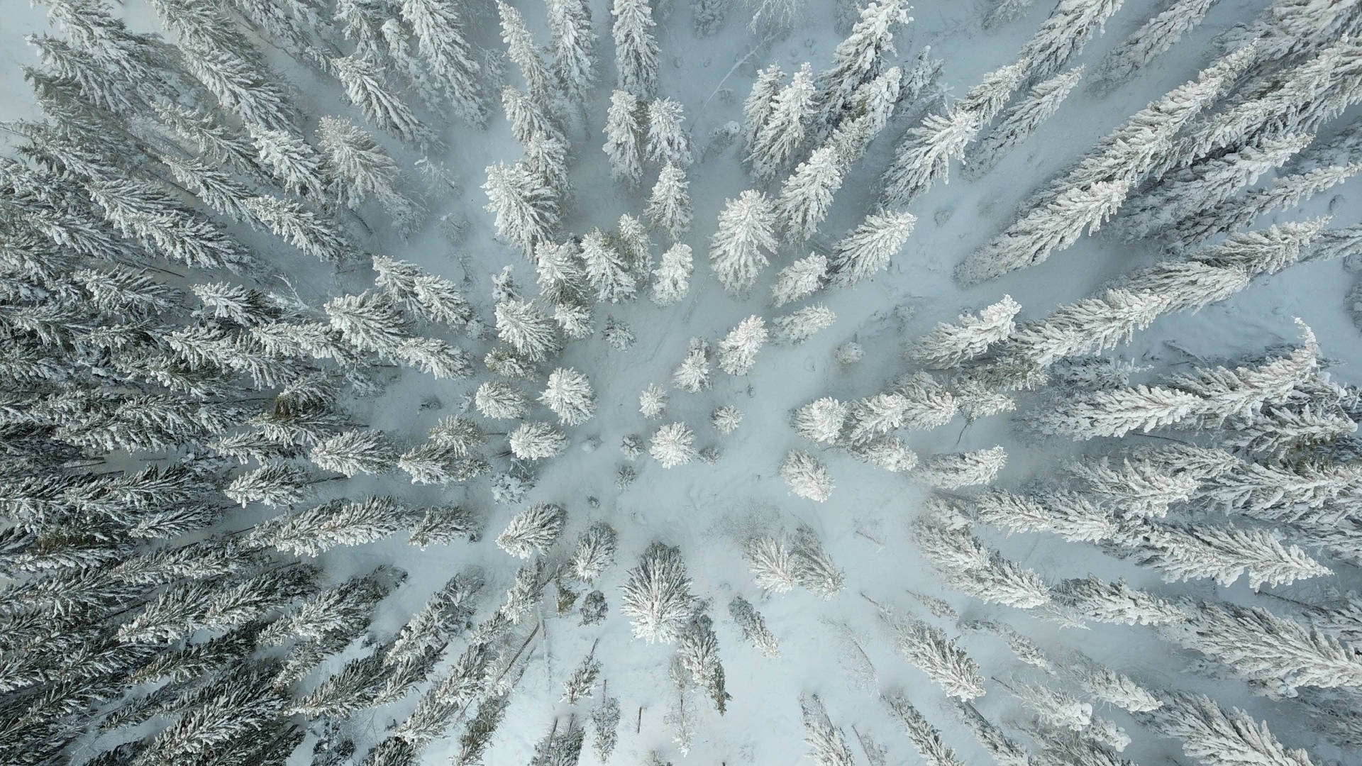 冬季森林中從上方看到的積雪松樹。