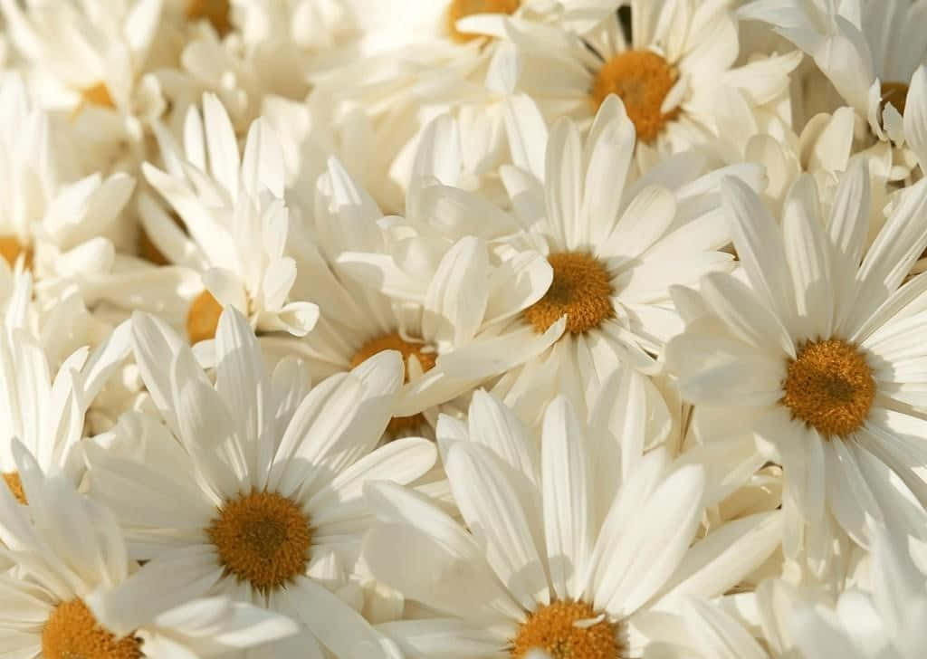 White Flowers 桌布 壁紙 — 無數白色雛菊的特寫，金色花蕊沐浴在柔和陽光中。
