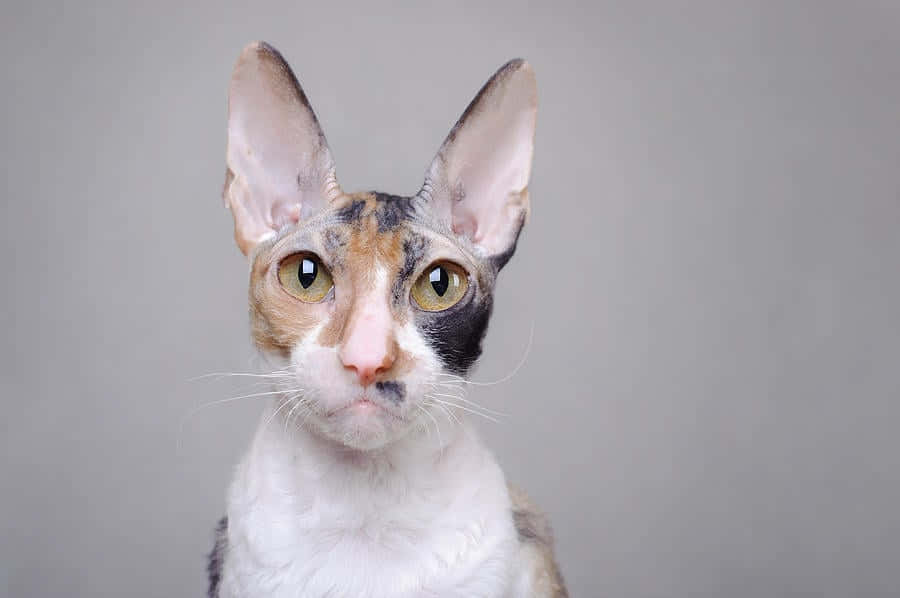Cornish Rex 桌布 壁紙 — 無毛貓的特寫，大耳朵和引人注目的綠色眼睛，背景為純灰色。