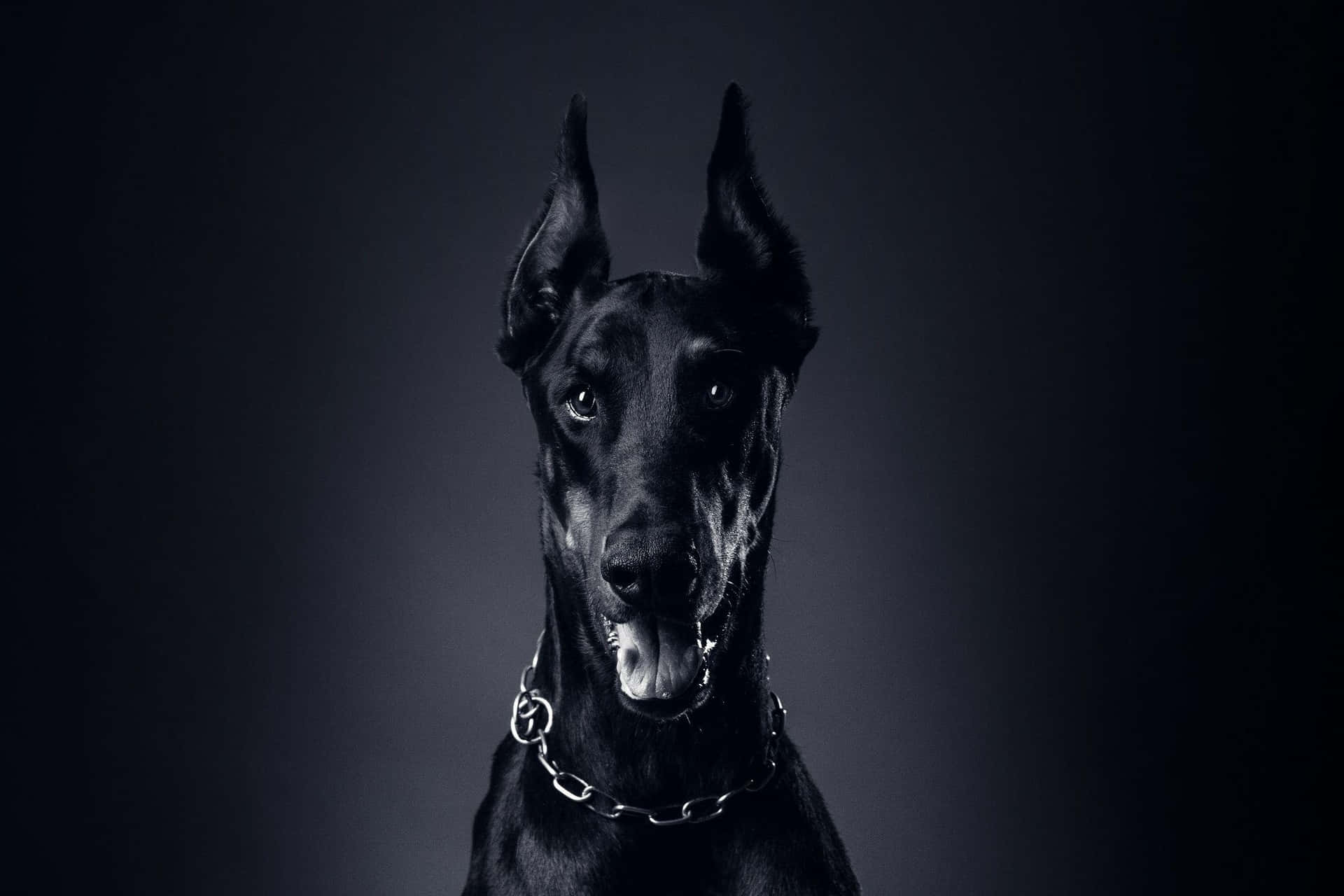黑色杜賓犬戴著鏈條項圈，在黑暗的攝影棚中直視觀眾。