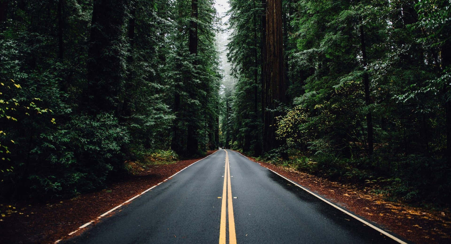 無盡的高速公路風景 壁紙 — 一條濕漉漉的瀝青路，帶有黃色標線，消失在陰天下一片茂密的綠色森林中。