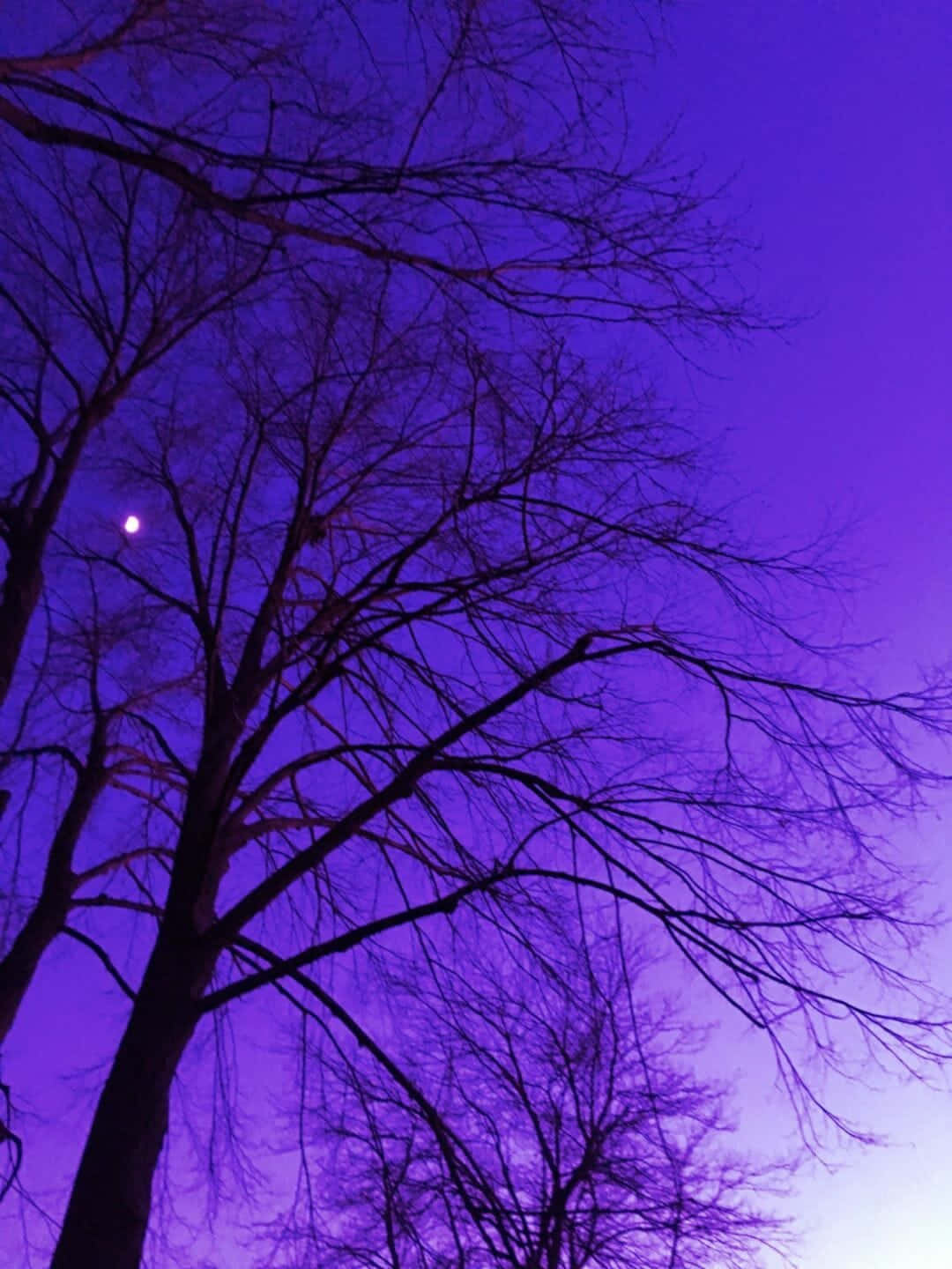 光禿禿的樹枝映襯著紫色的夜空，月亮可見。