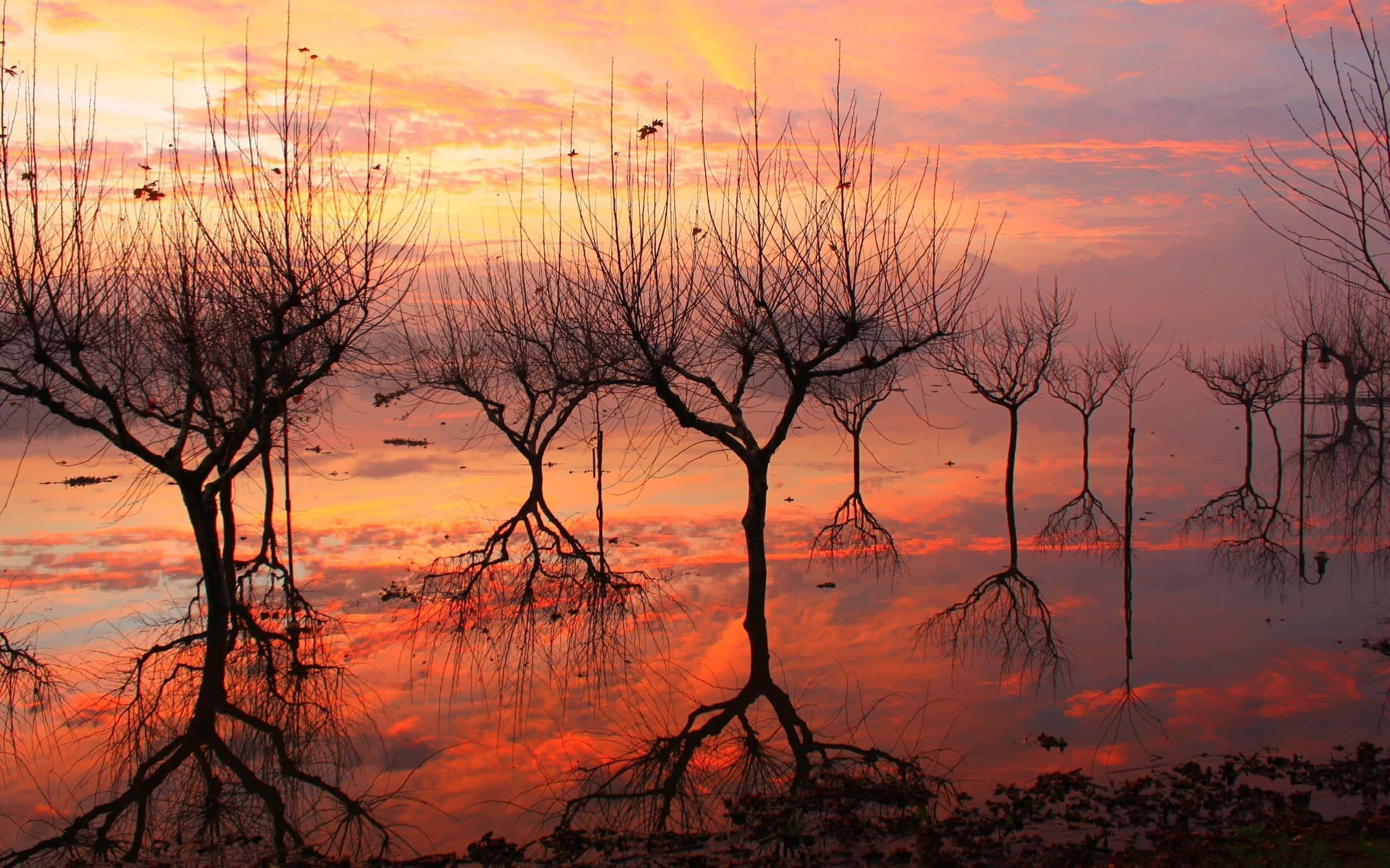 Sunset Reflection 桌布 壁紙 — 無葉樹木的剪影立於水中，倒映出火紅橙與粉紅的日落天空。