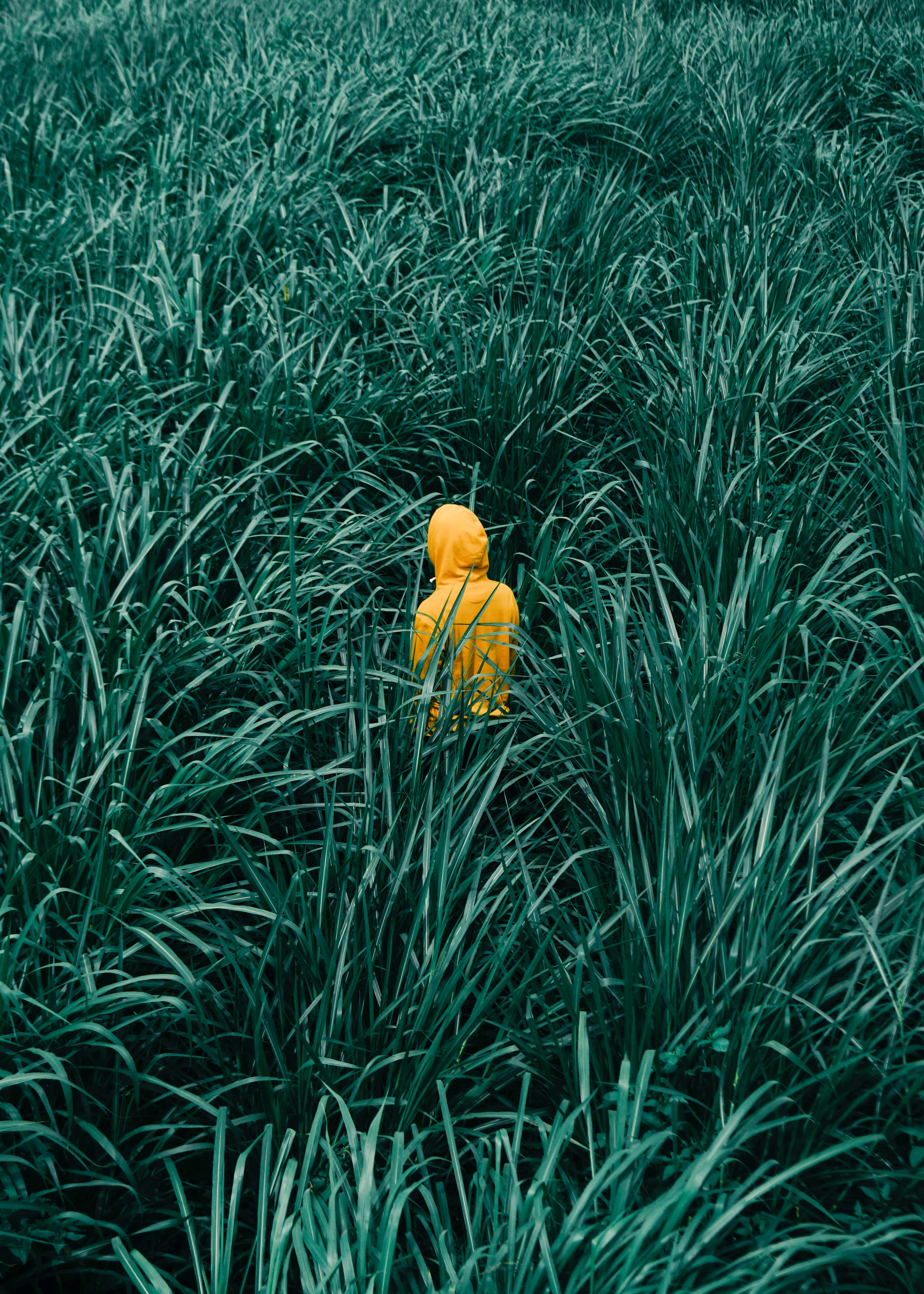 無邊綠意草地 壁紙 — 一個孤獨的人穿著亮黃色連帽外套，沉浸在廣闊的高大深綠色草叢中。