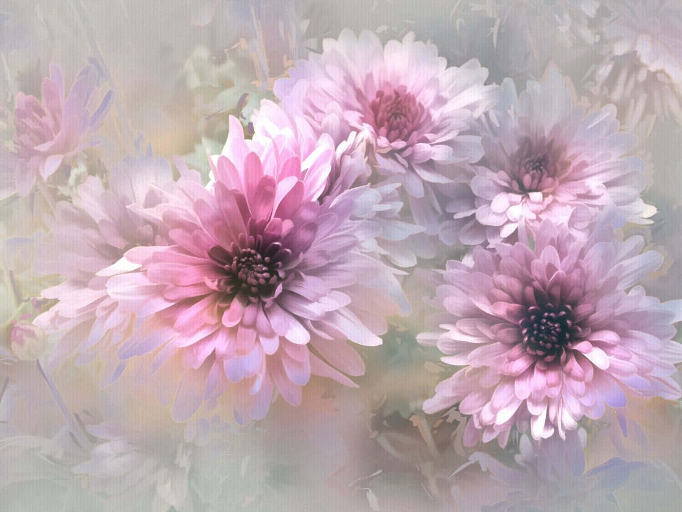 無邊際的蒲公英花田 壁紙 — 柔和的粉紅色菊花盛開，花瓣細膩，映襯著夢幻般的粉彩薄霧。