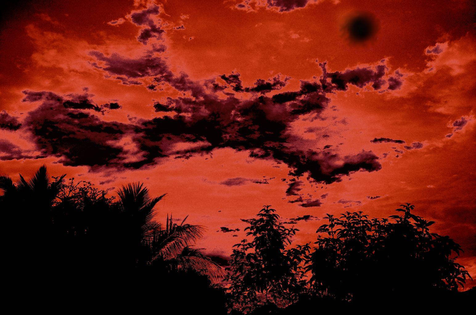 紅色天空，烏雲勾勒出棕櫚樹和樹葉的剪影，在暮色中。