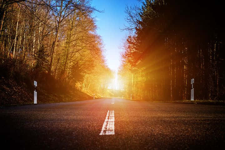 日出照亮了一條森林道路，兩旁是光禿禿的樹木。