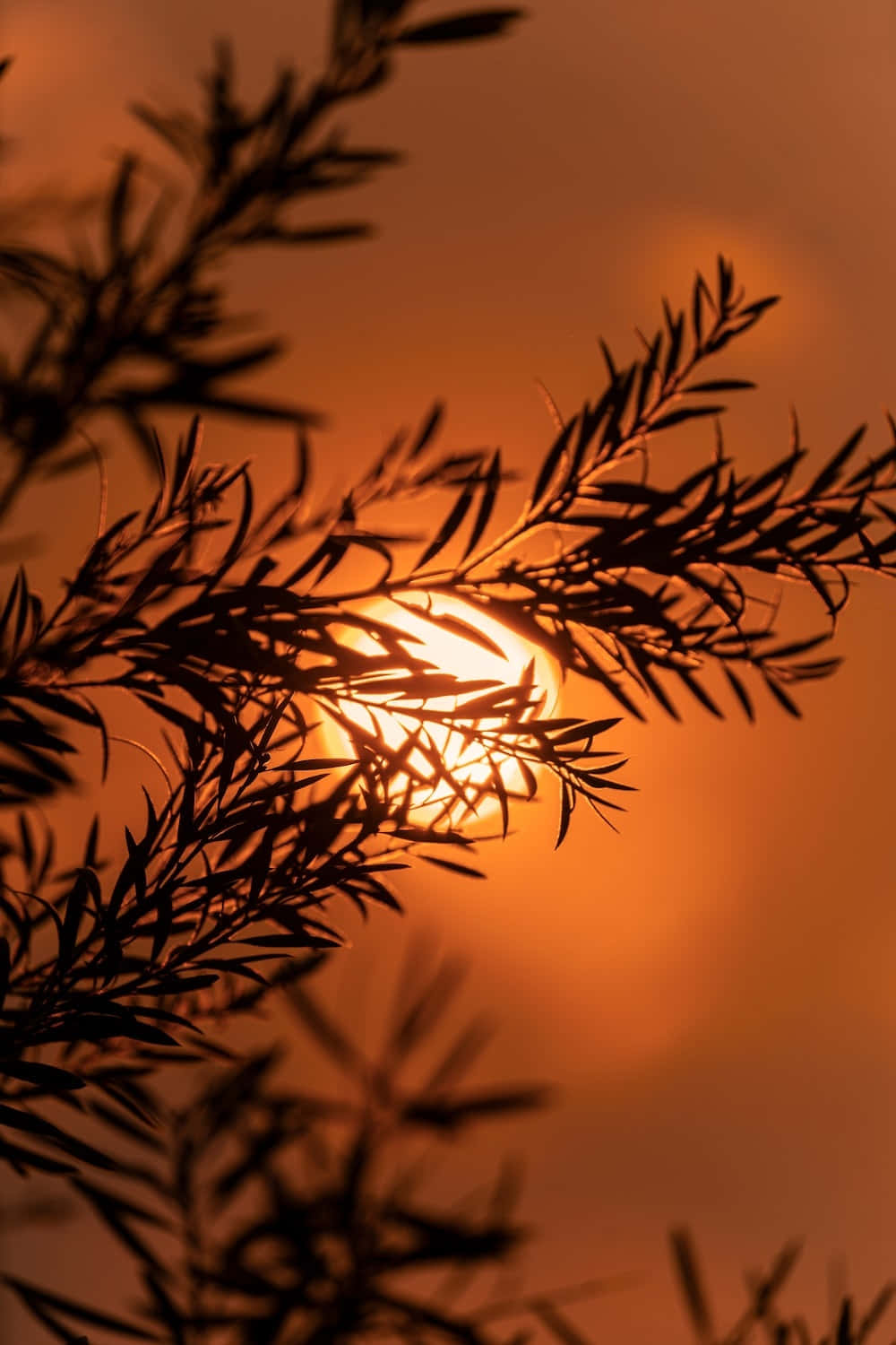 焦糖橙色背景，枝葉與雲天剪影 壁紙 — 剪影般的樹枝框住夕陽，映襯著溫暖的橙色天空。