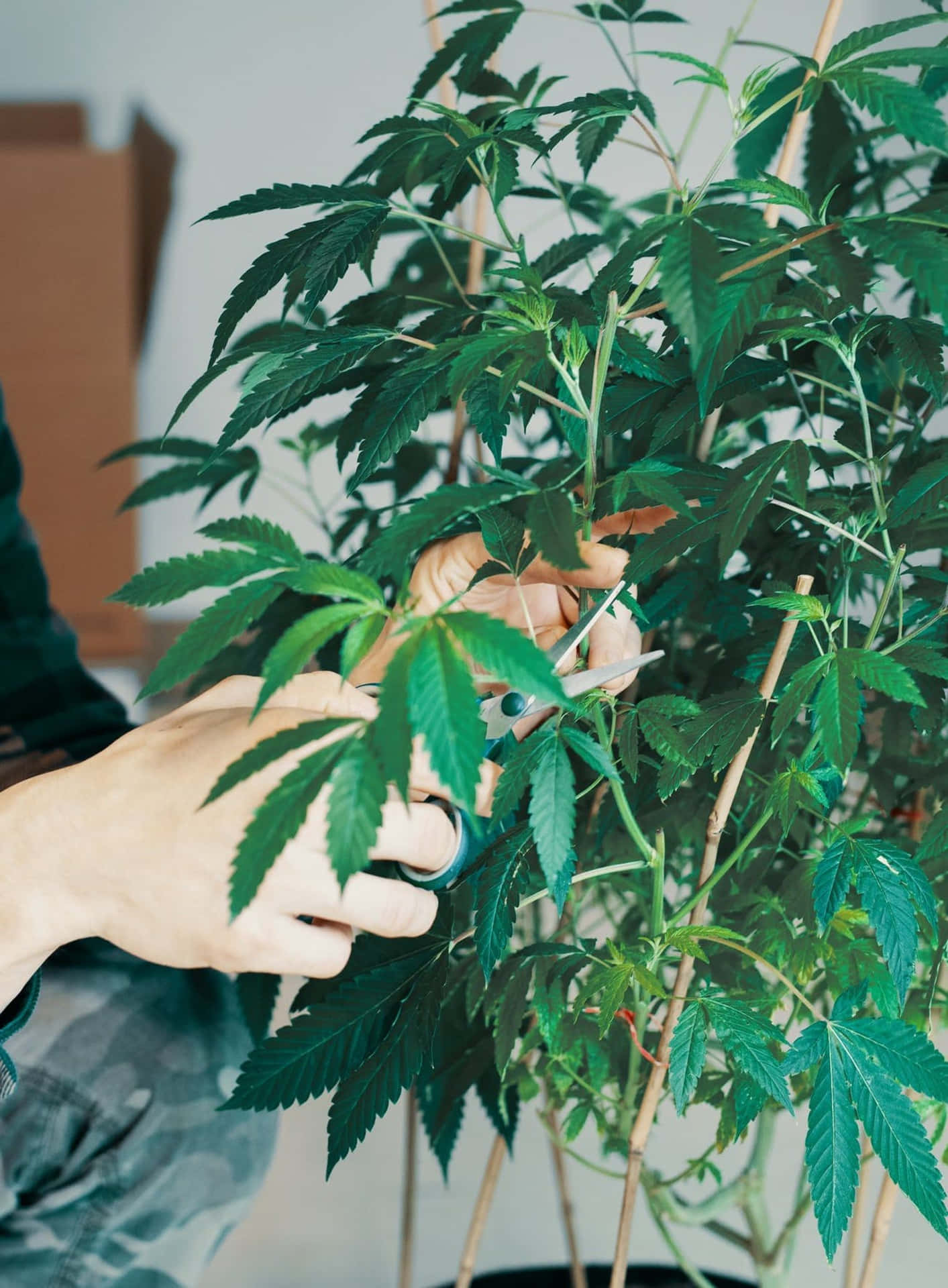 在室內用剪刀修剪大麻植物的人。
