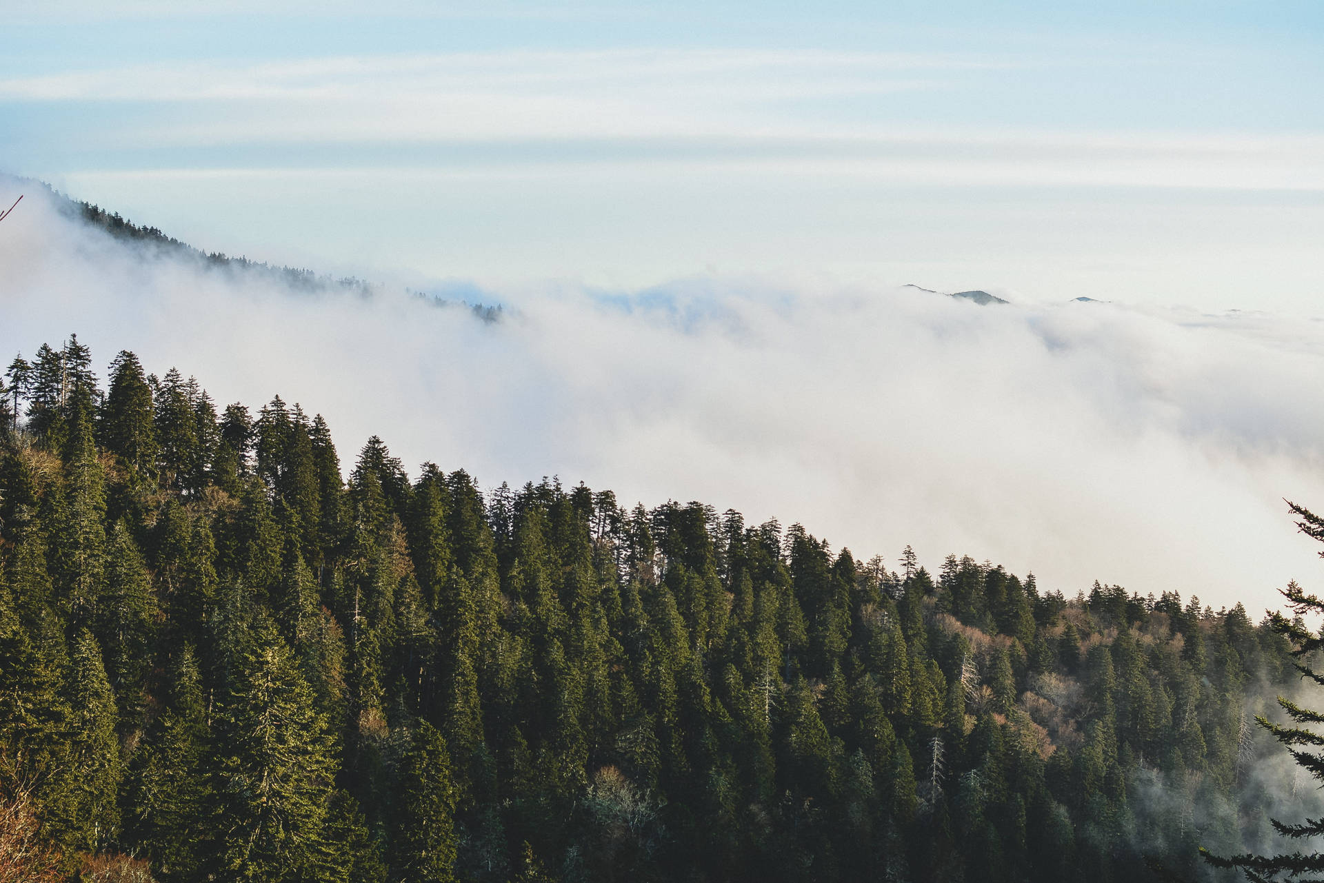 霧海之上的森林與遠山