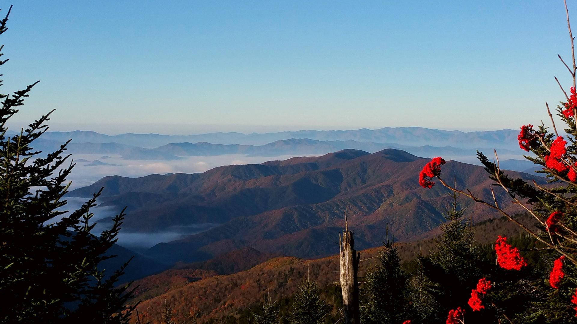 層疊的山峰，下方有霧，前景有紅花