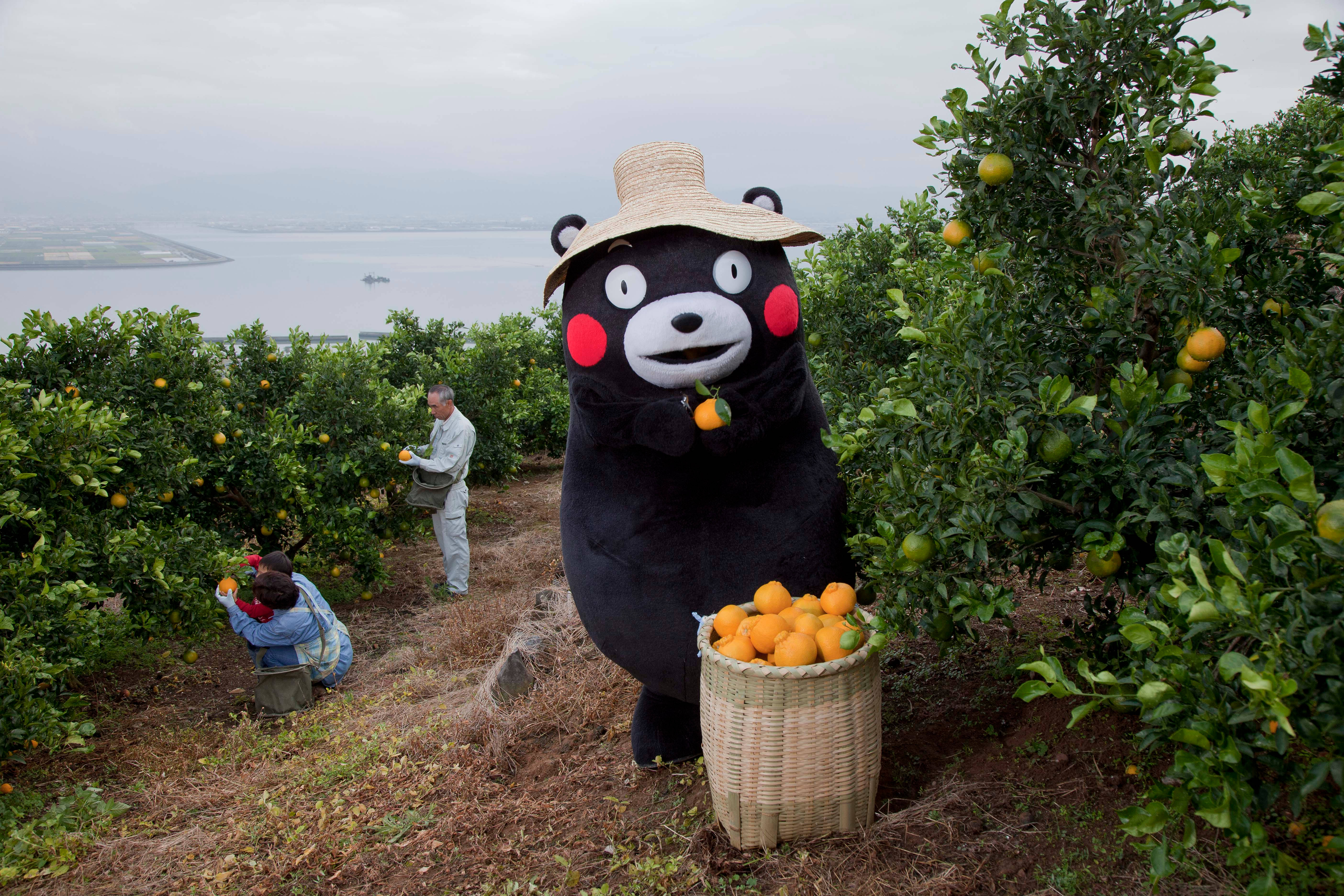 熊本熊採摘柑橘 壁紙 — 一個戴草帽的巨大黑熊吉祥物，手持一個橙，旁邊放著一籃水果，身處柑橘果園，有工人和遠處的大海。
