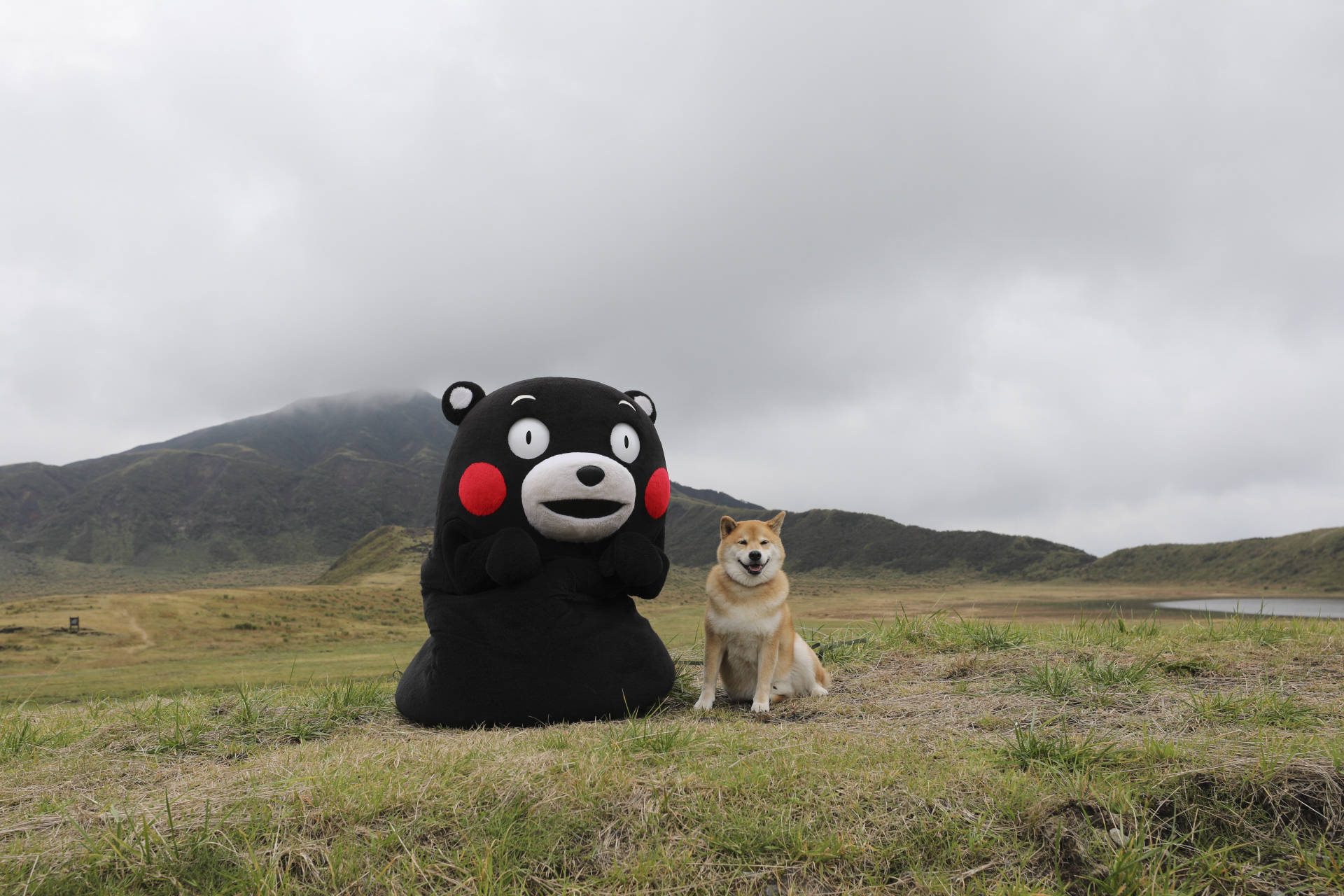 熊本熊與柴犬 壁紙 — 一隻柴犬坐在草地上，旁邊有一個大型黑色熊本熊吉祥物，背景是霧濛濛的山脈和陰天。