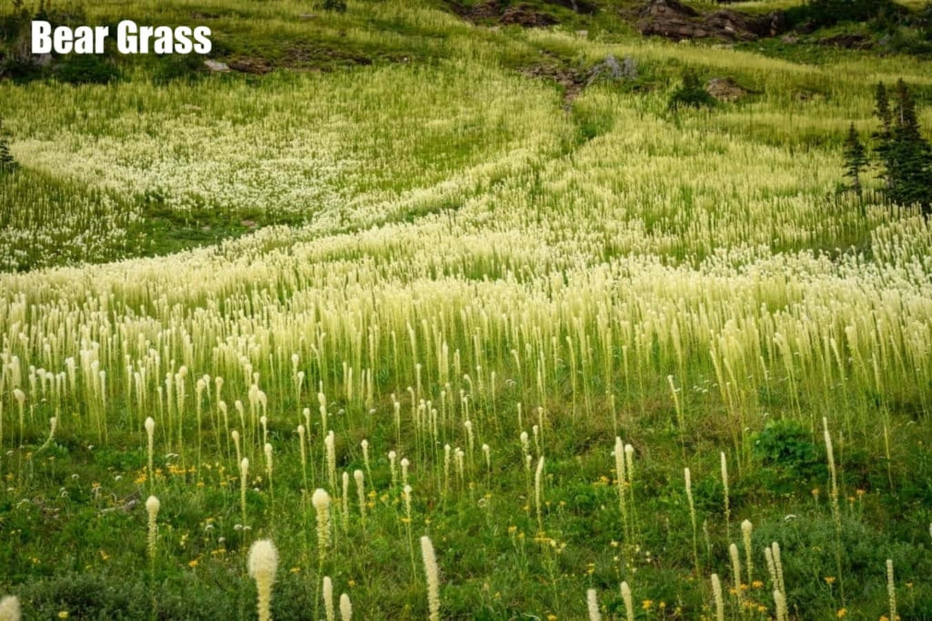 一片熊草田野，白色羽狀花序在綠色草地上搖曳。