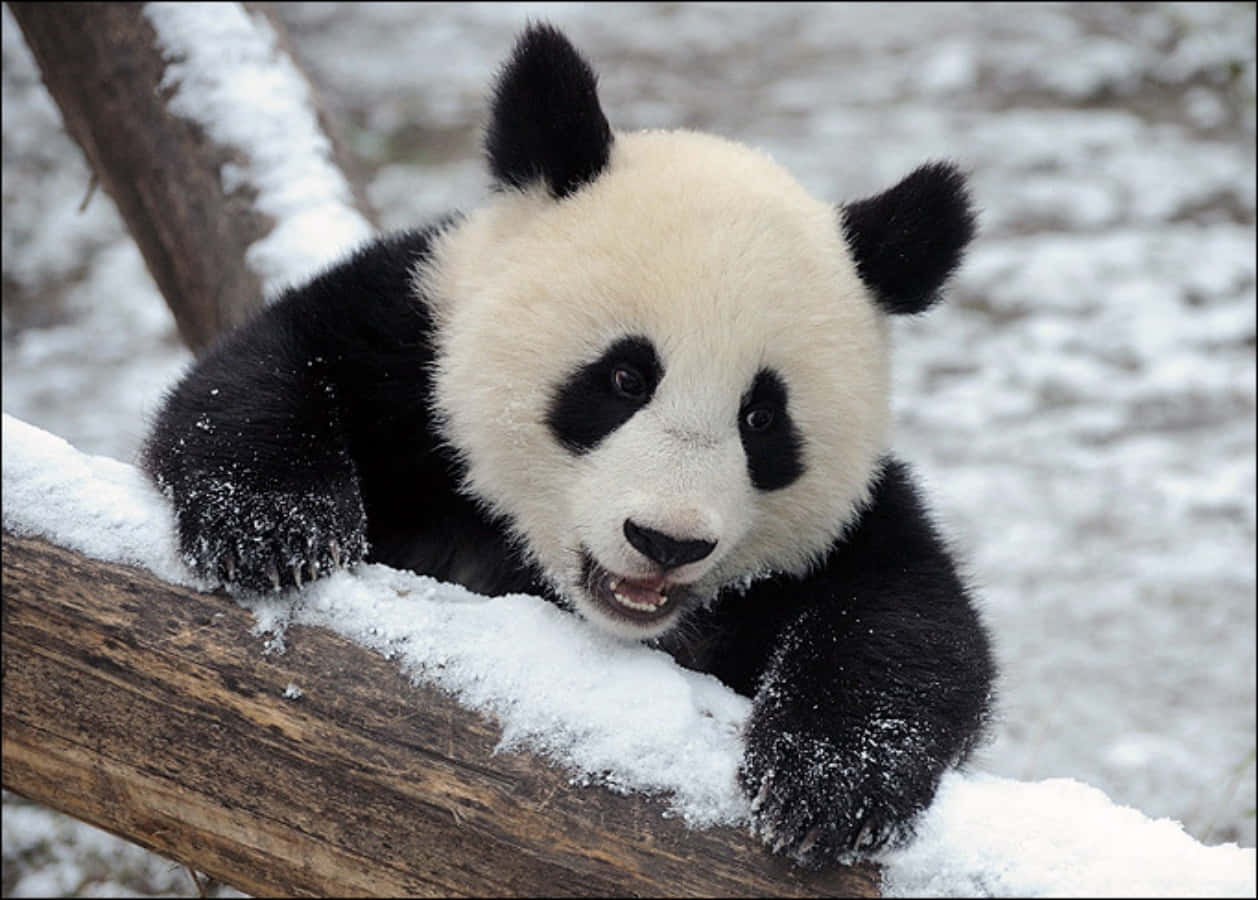 熊貓在雪中攀爬木欄 壁紙