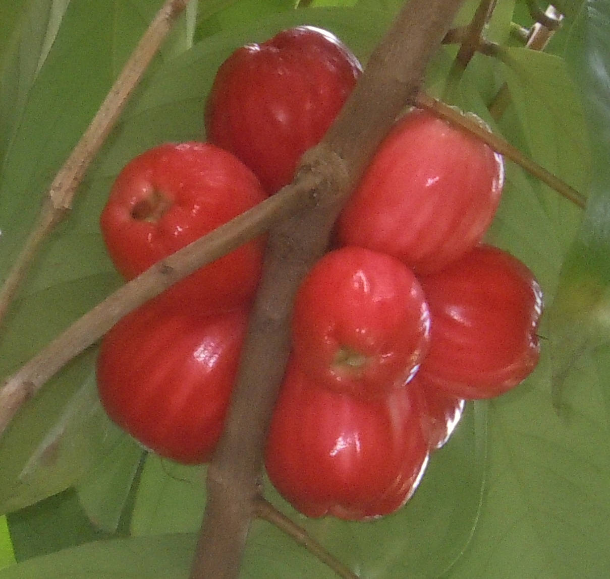 熟透的玫瑰蘋果果實 壁紙 — 鮮豔的紅色玫瑰蘋果簇擁在樹枝上，周圍是熱帶環境中茂密的綠葉。
