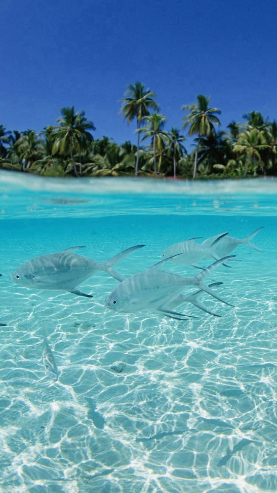 銀色魚群在清澈碧綠的海水中游動，上方是棕櫚樹島嶼。
