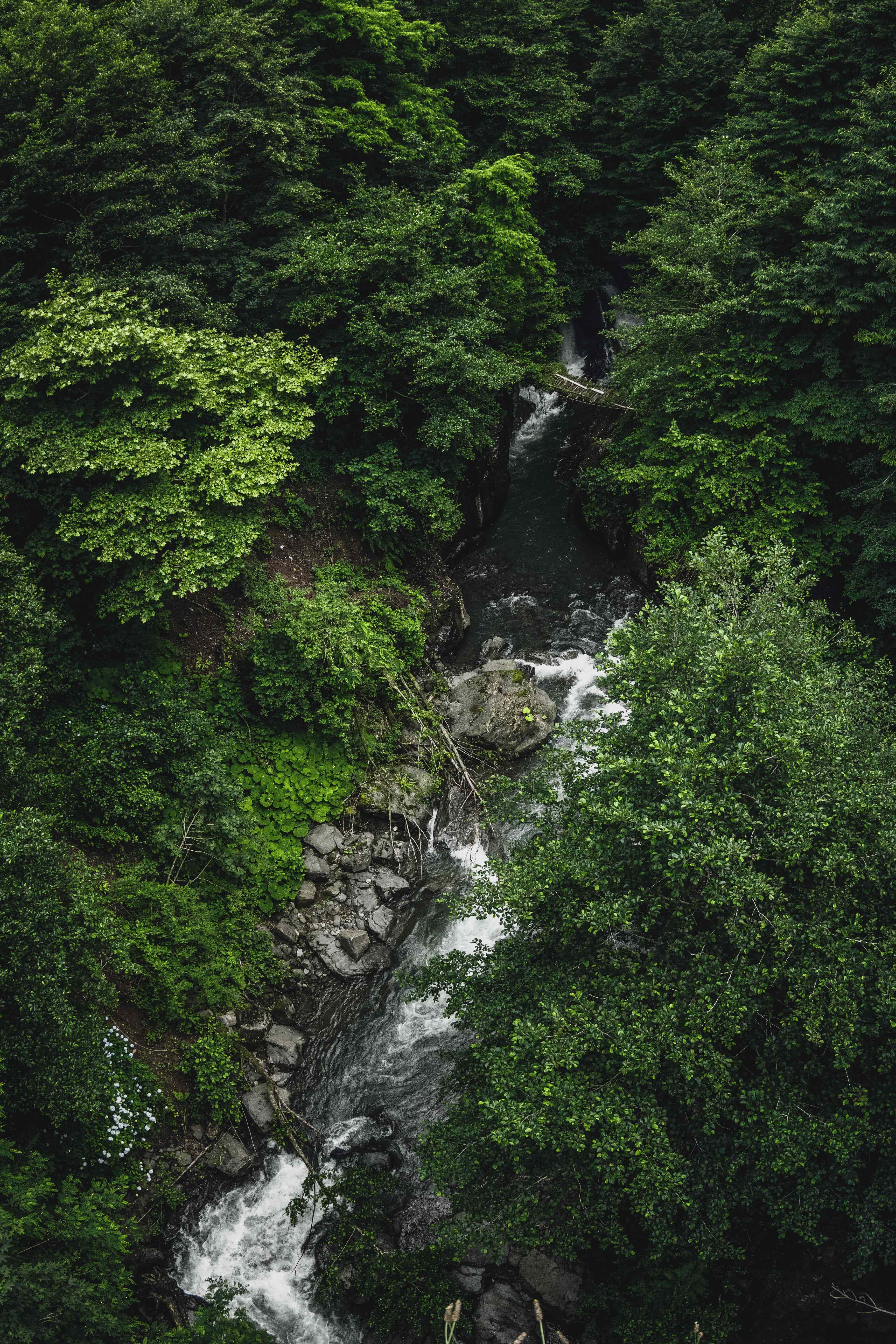 熱帶叢林綠洲 壁紙 — 一條蜿蜒的河流穿過茂密的翡翠森林，佈滿苔蘚的岩石和茂密的植被。