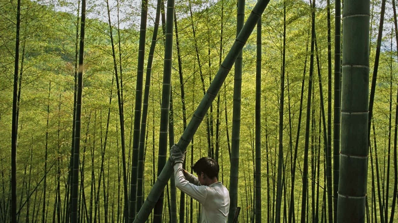 一個人在鬱鬱蔥蔥的綠色竹林中握著一根巨大的竹莖。