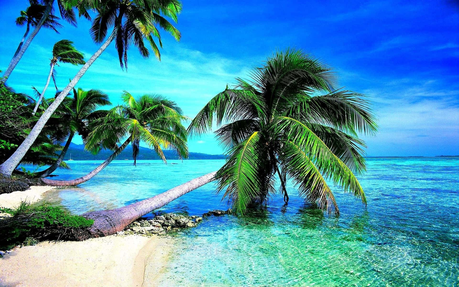 Caribbean 桌布 壁紙 — 熱帶天堂，擁有充滿活力的碧綠海水和茂密的棕櫚樹，在明亮的藍天下在純淨的白色沙灘上搖曳。