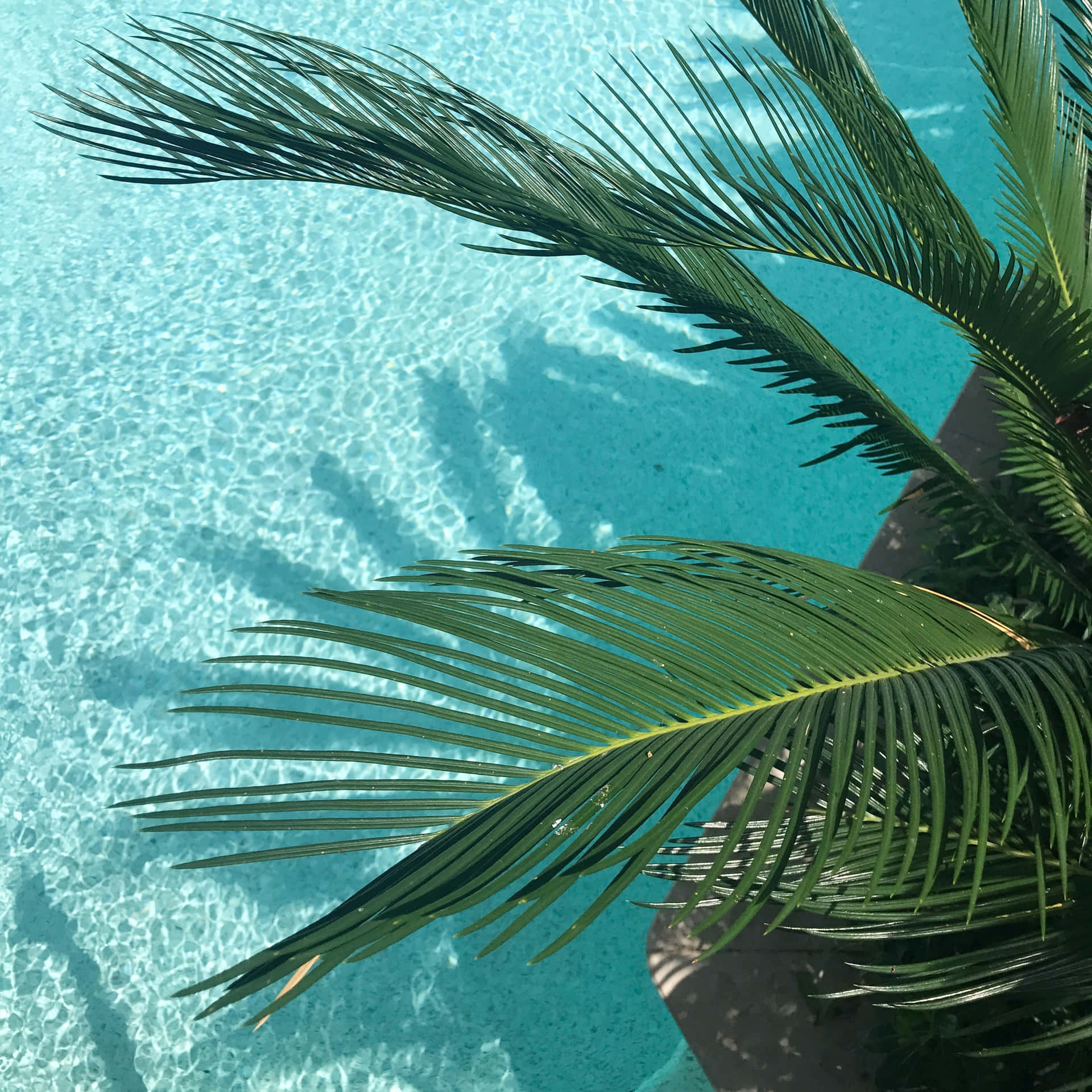 Palm fronds casting shadows on a turquoise swimming pool