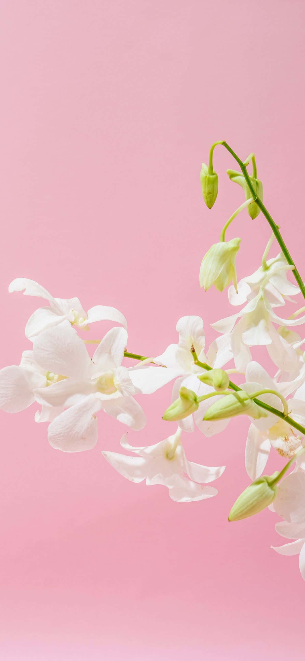 熱帶天堂——晶瑩藍海與白沙海灘 壁紙 — 精緻的白色蘭花花朵和花蕾在柔和的粉紅色背景上優雅地層疊。