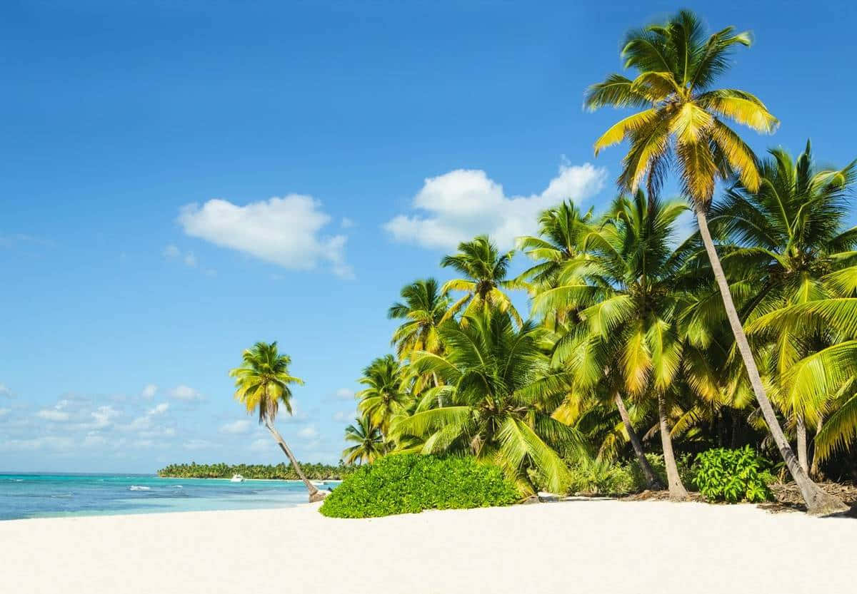 Jamaican Beach 桌布 壁紙 — 熱帶天堂，有白色沙灘、棕櫚樹和碧綠海洋，在明亮的藍天和蓬鬆的雲朵下。
