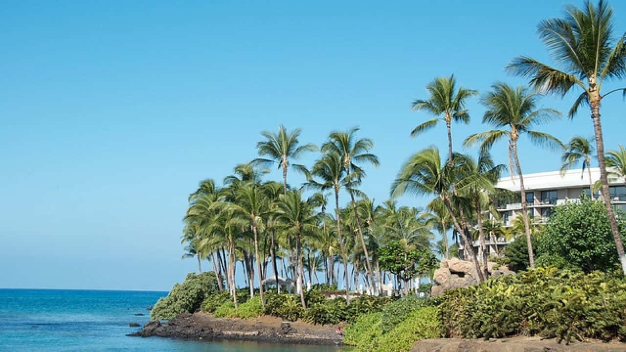 Hawaiian Island 桌布 壁紙 — 熱帶天堂，棕櫚樹在清澈藍天下、碧綠海洋旁搖曳，靠近度假村建築。