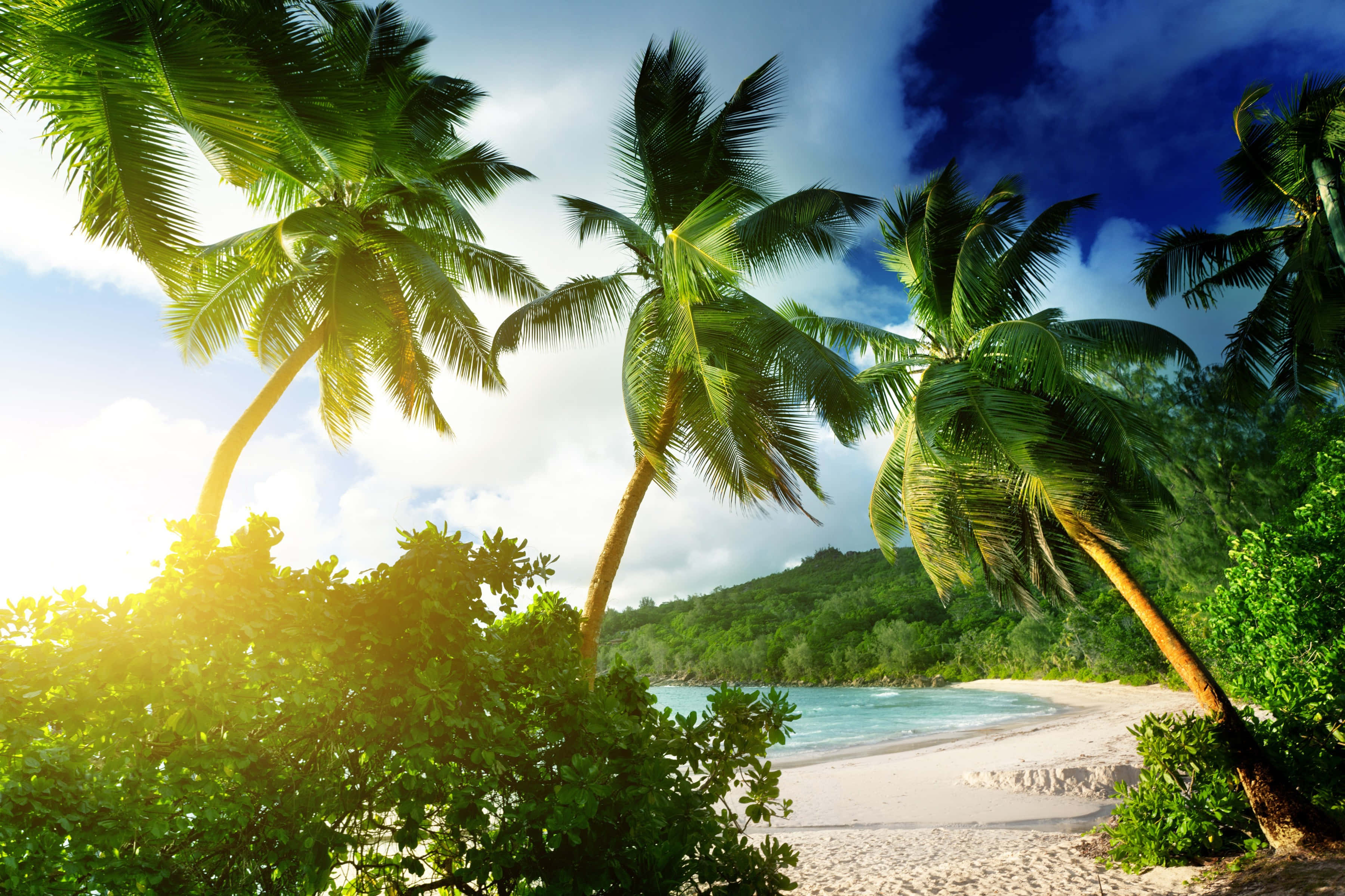 Beach Palm Trees 桌布 壁紙 — 熱帶天堂，棕櫚樹在白色沙灘上搖曳，陽光明媚的藍天下閃耀著太陽光暈。