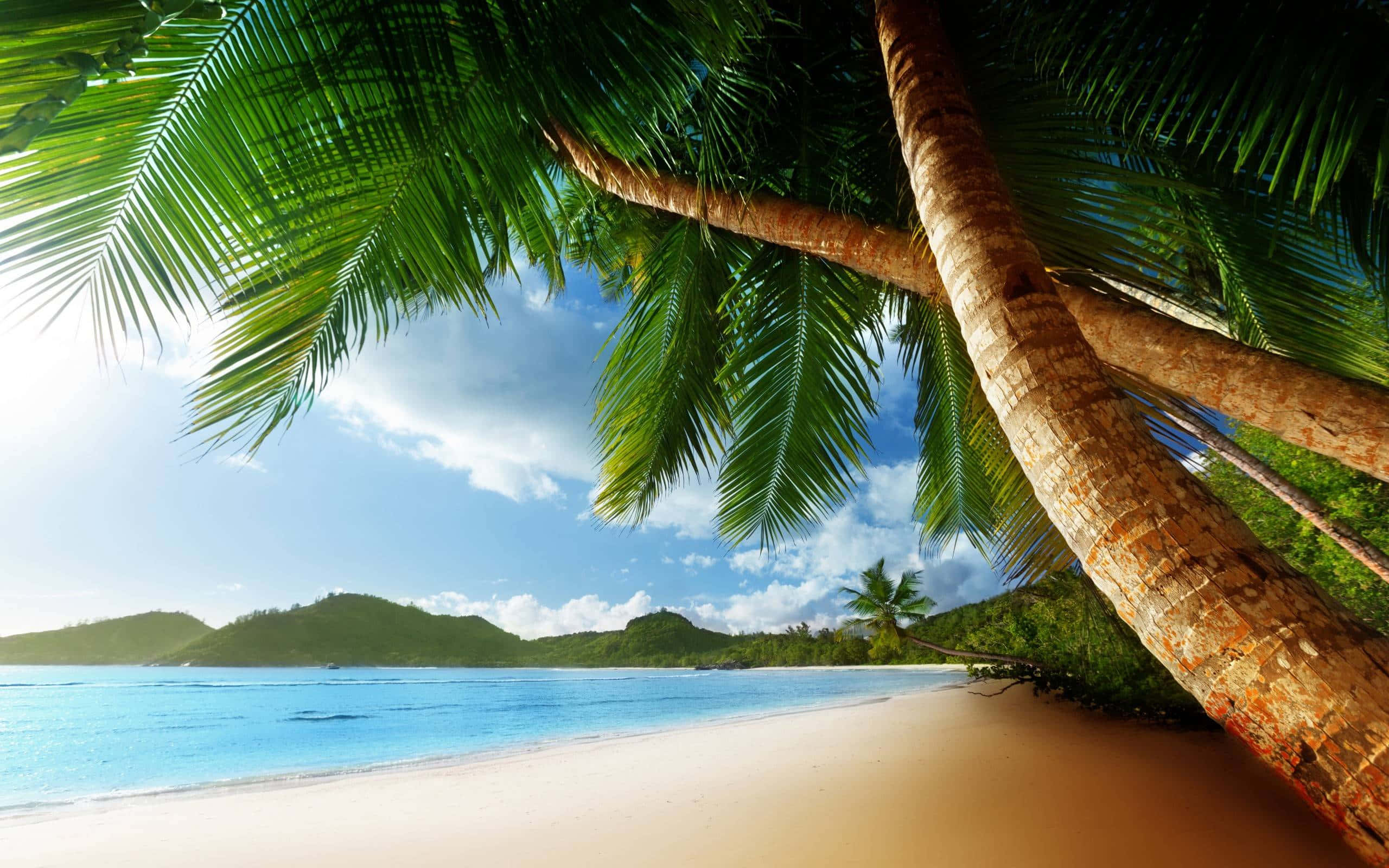 Beach Palm Trees 桌布 壁紙 — 熱帶天堂，茂密的棕櫚樹環繞著純淨的白色沙灘和湛藍的海洋，在明亮的藍天下。