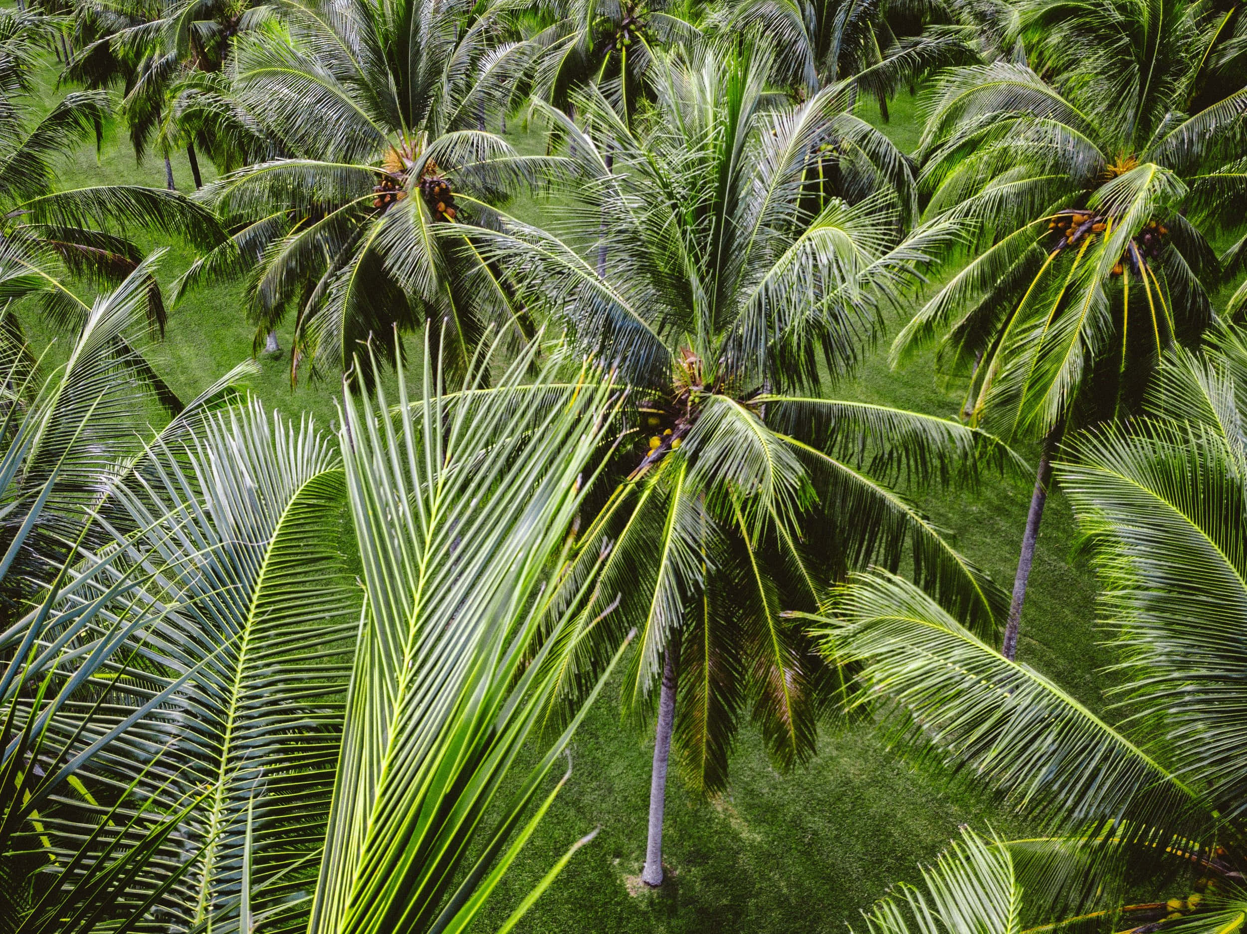 Coconut Tree 桌布 壁紙 — 熱帶天堂中茂盛綠色椰子樹在鮮豔草地上搖曳的鳥瞰圖。