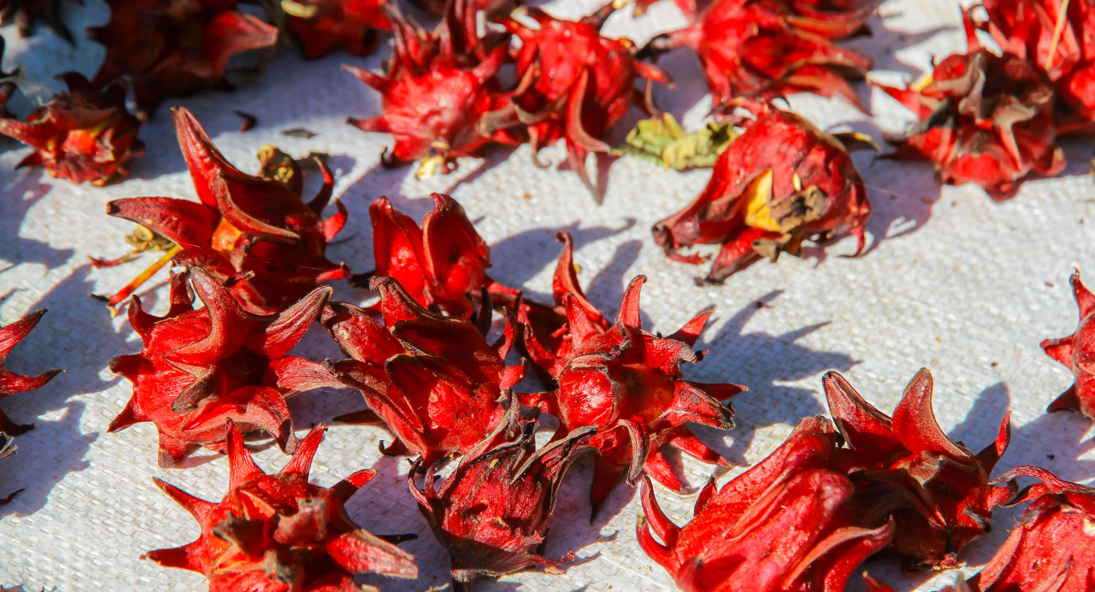 熱帶島嶼上的壯麗瀑布 壁紙 — 鮮豔的紅色木槿花在明亮的陽光下在帶紋理的白色表面上晾乾，投射出清晰的陰影。