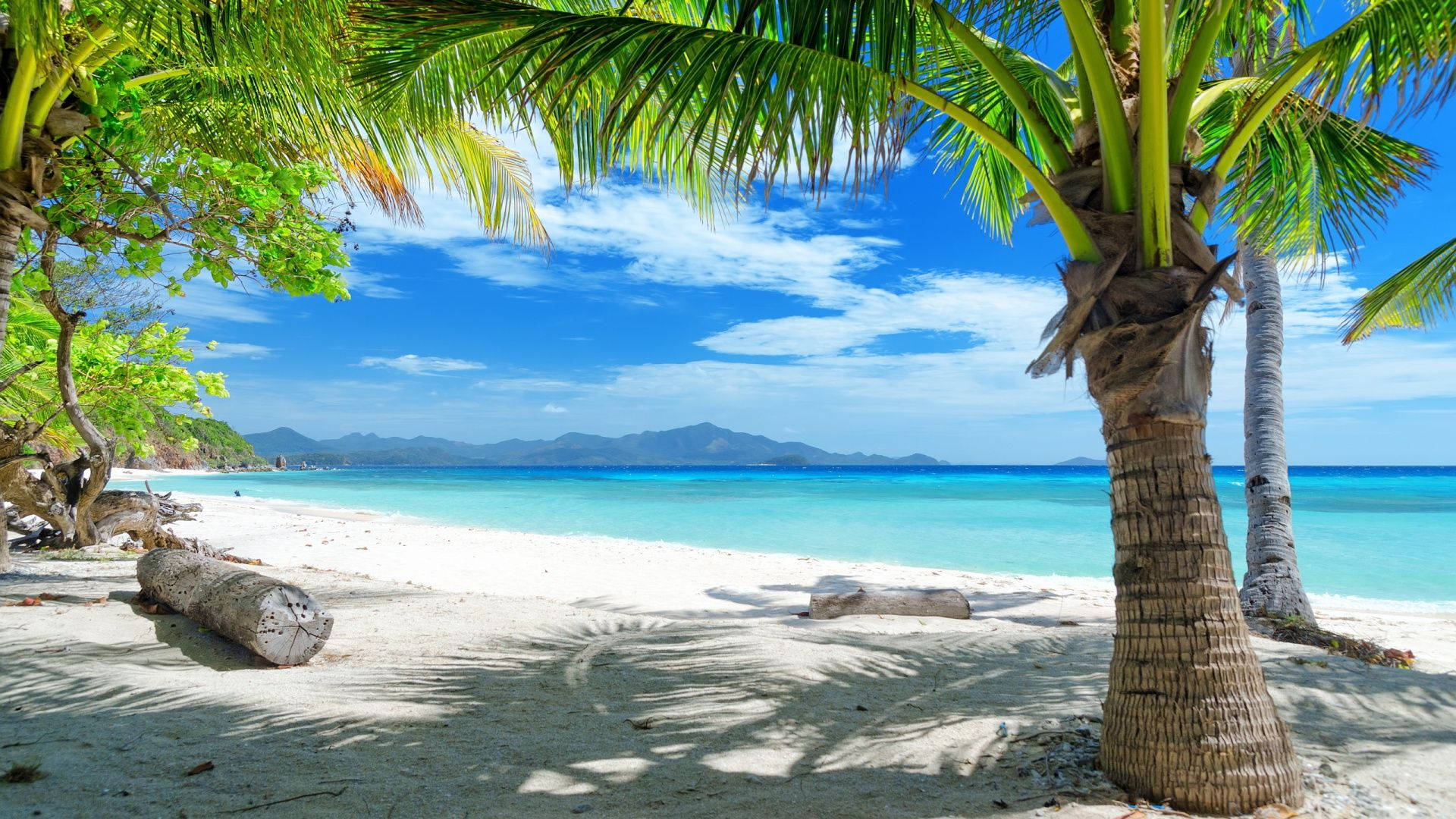 熱帶島嶼熱浪區 壁紙 — 熱帶海灘，棕櫚樹在白色沙灘上投下陰影，明亮的藍天下有碧綠的海水。