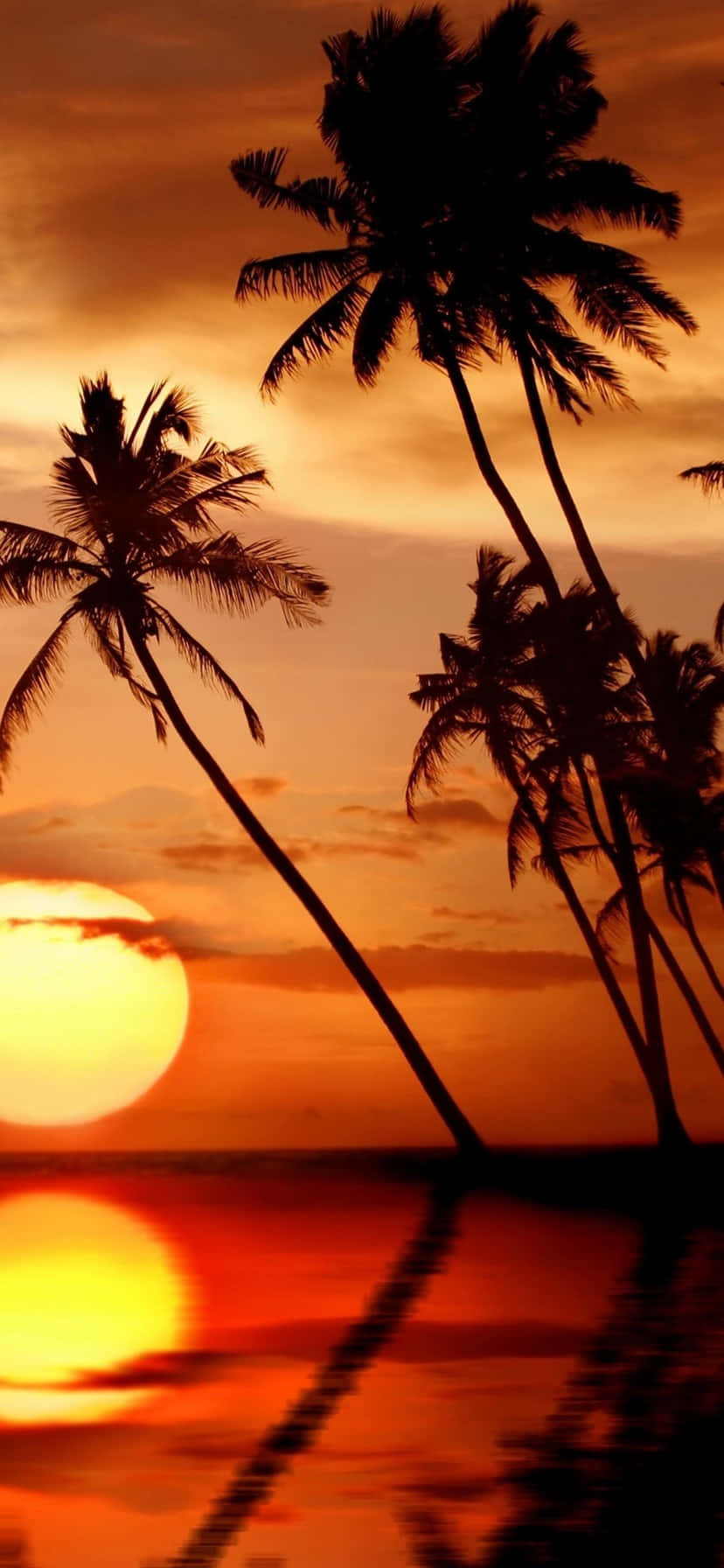 棕櫚樹剪影映襯著海洋上 vibrant 的橙色夕陽。