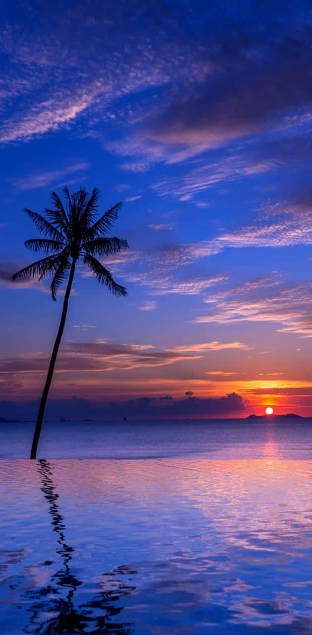 色彩繽紛的夕陽下，水中棕櫚樹的剪影。