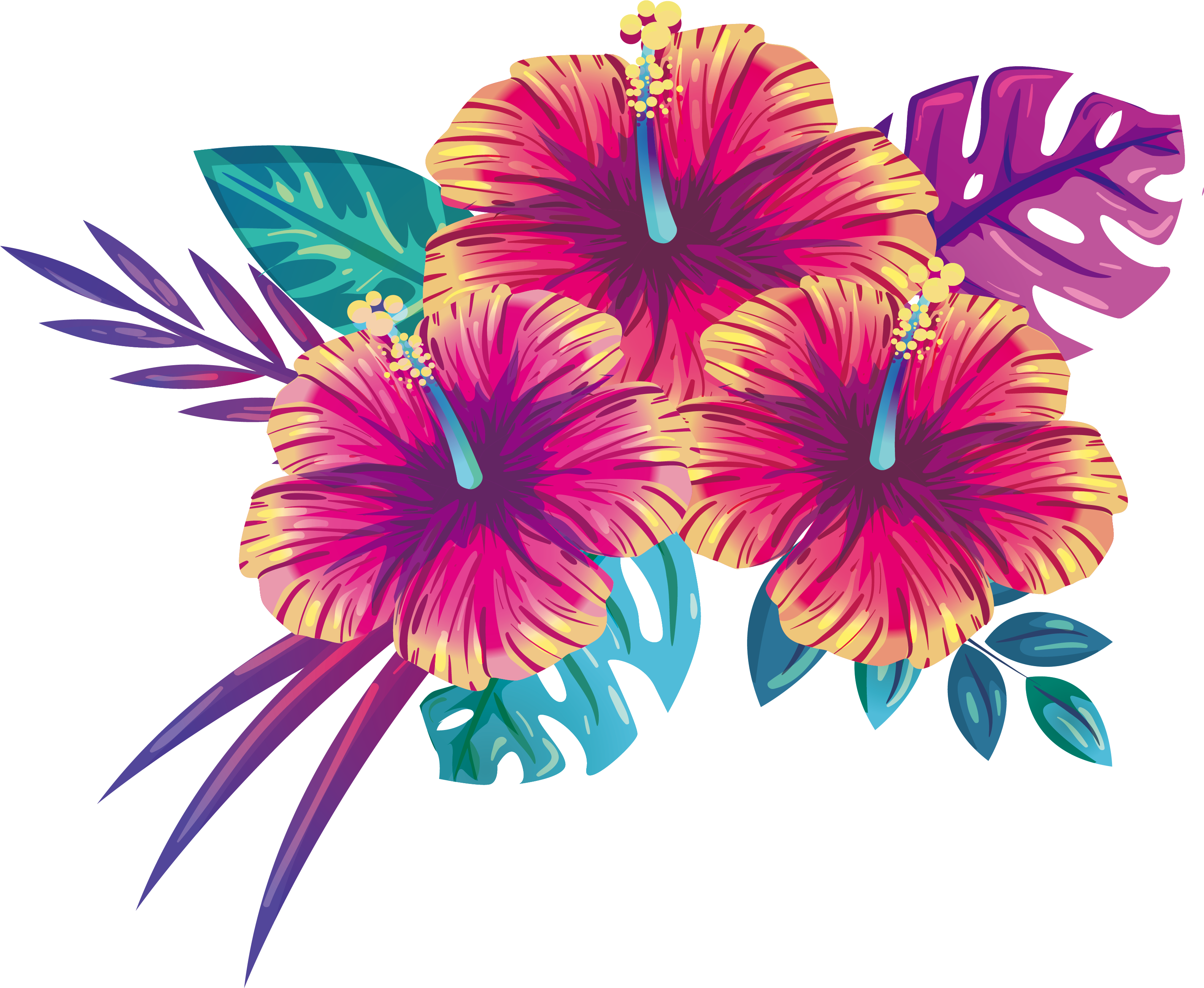 熱帶木芙蓉花卉插圖 壁紙
