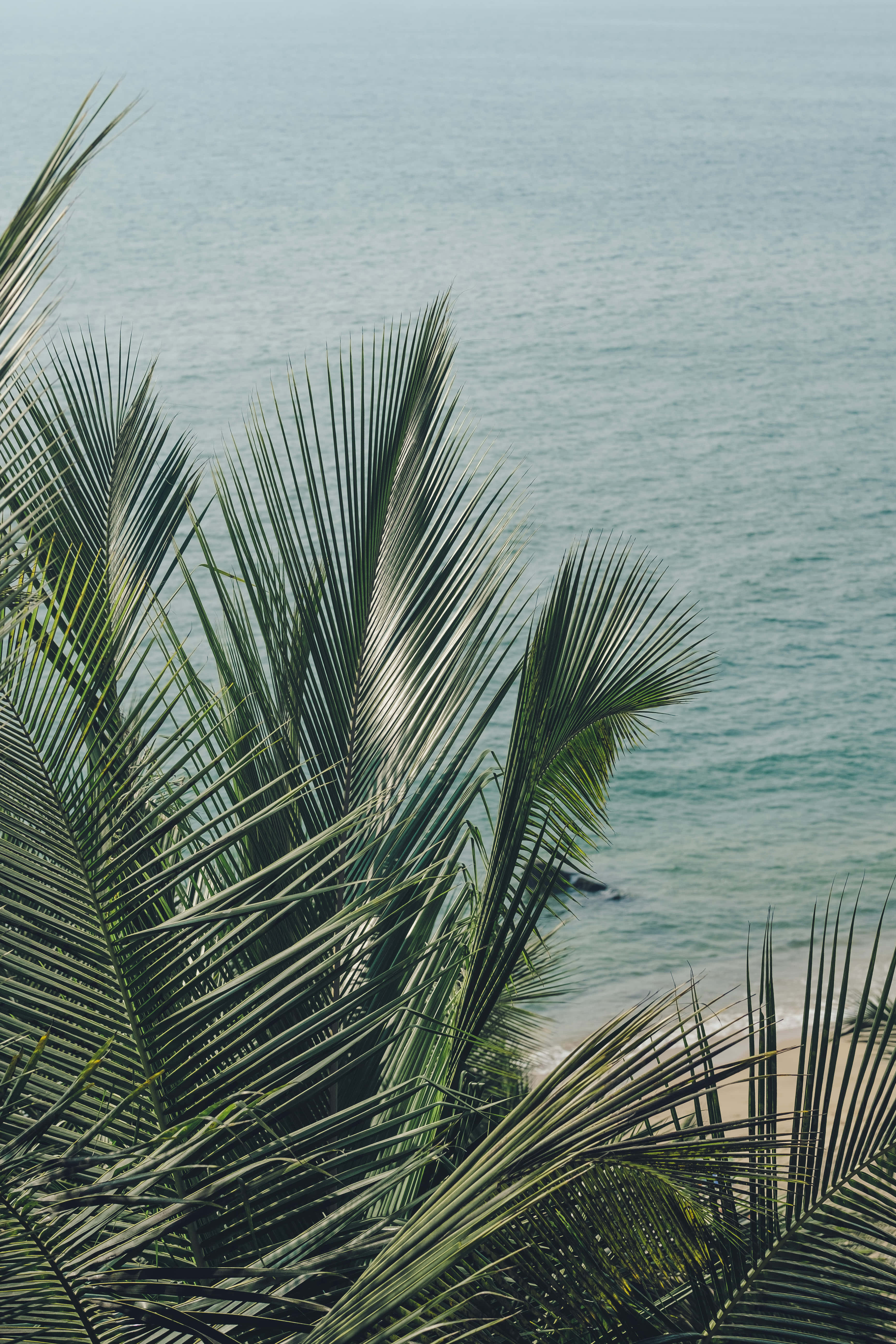 Palm 桌布 壁紙 — 熱帶棕櫚葉在柔和日光下框住平靜的藍綠色海洋。