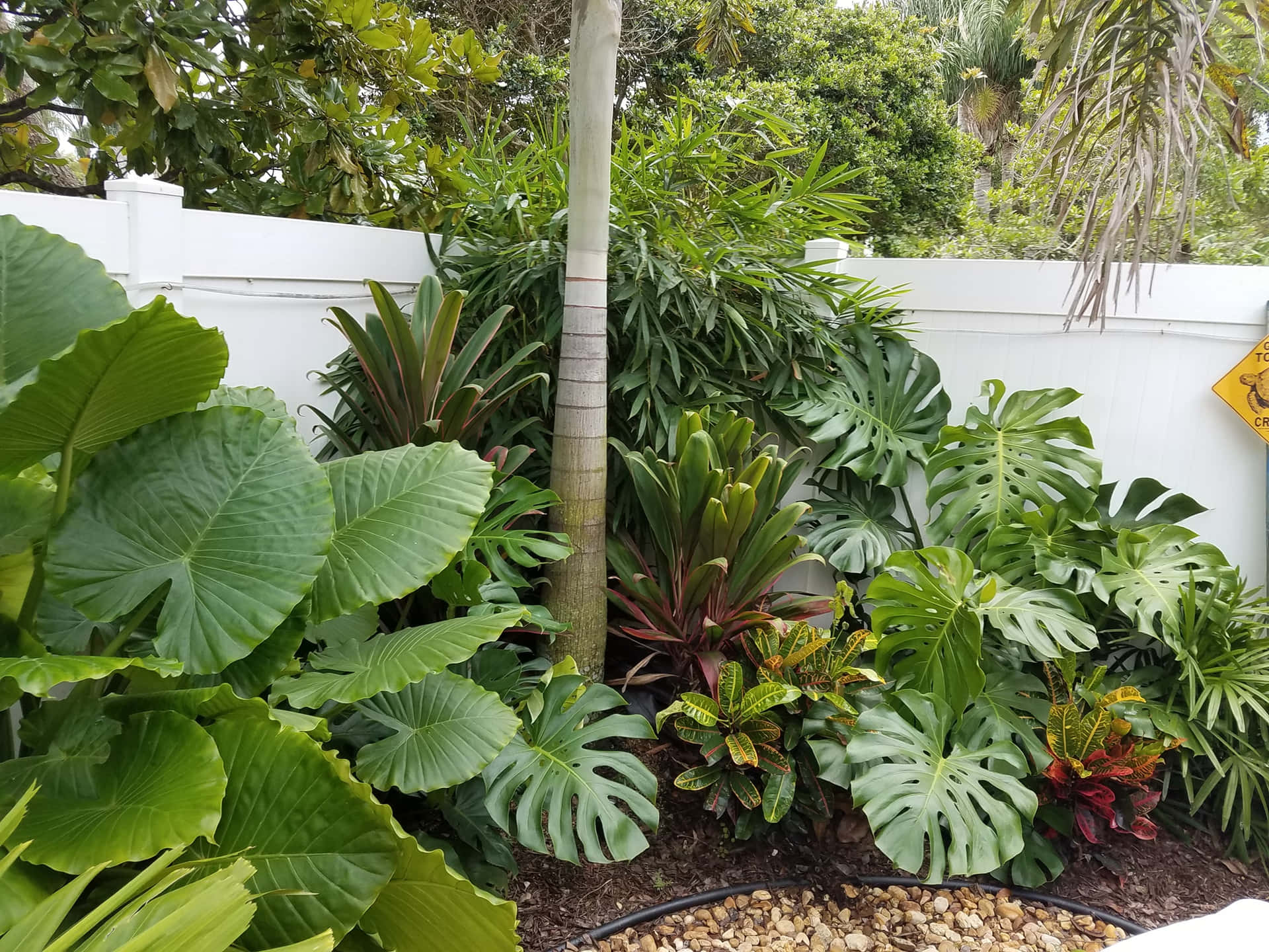 熱帶花園，有大型葉片植物和白色籬笆