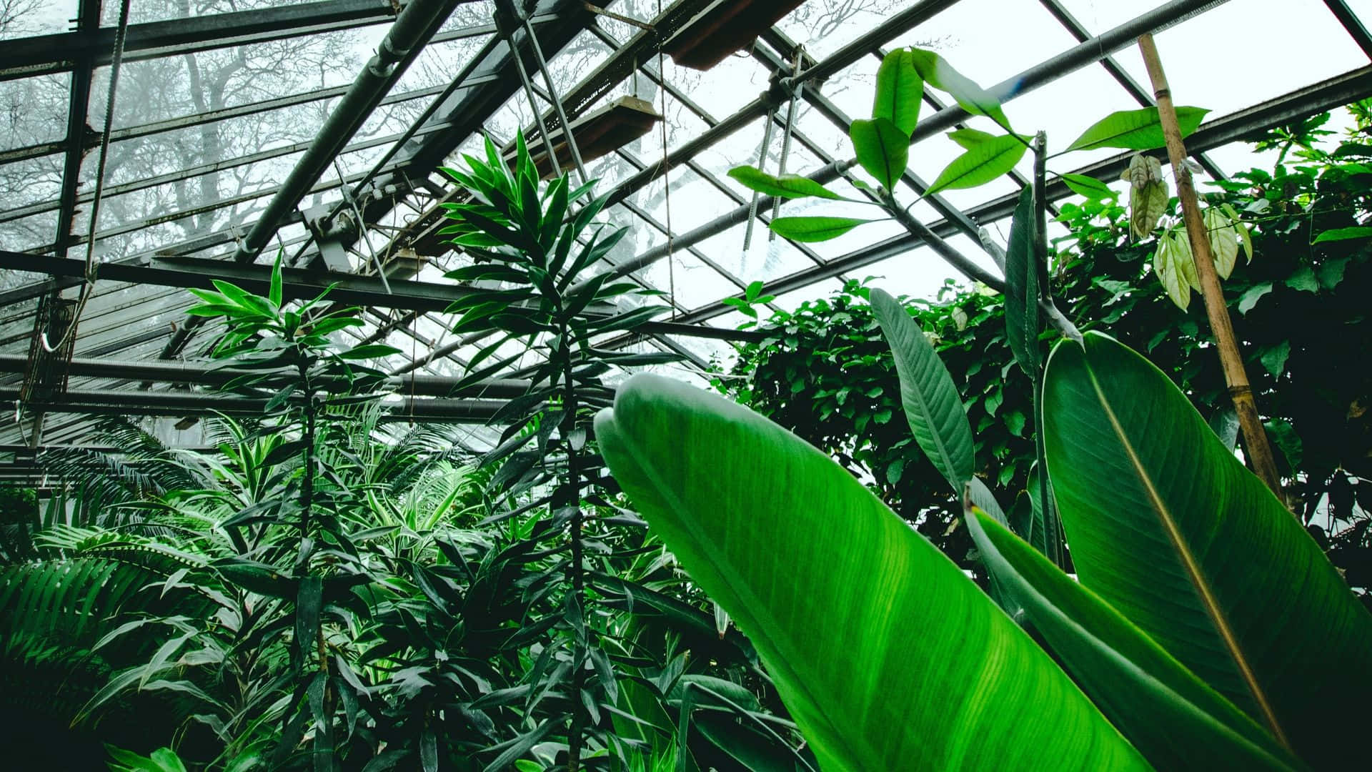 在帶有金屬橫樑和霧氣瀰漫的光線的玻璃溫室內生長的熱帶植物。