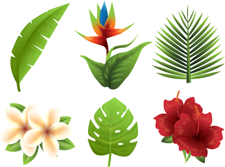 熱帶植物集合 壁紙 — 充滿活力的熱帶植物，包括天堂鳥、雞蛋花、木槿和棕櫚葉，以鮮豔的色彩呈現在純黑背景上。