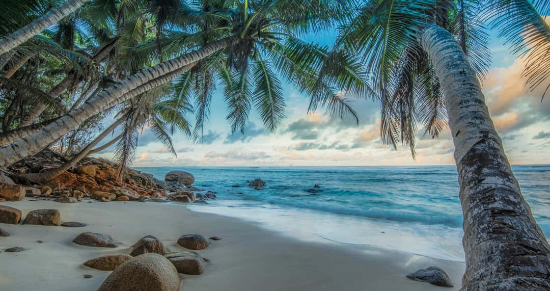 Beach Palm Trees 桌布 壁紙 — 熱帶海灘，傾斜的棕櫚樹構成畫框，碧綠的海浪輕拍沙灘，天空呈現柔和日落色彩。