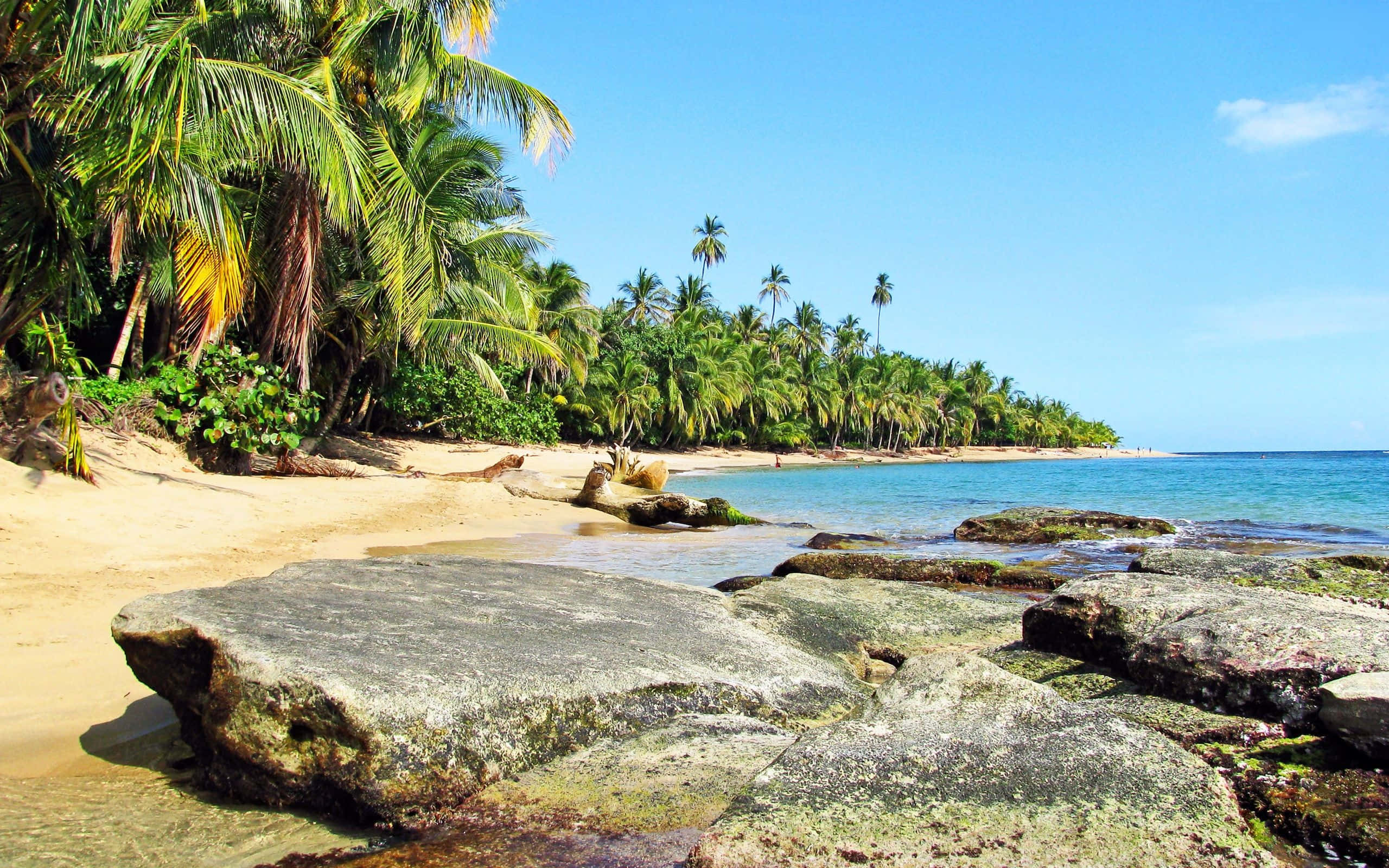 Costa Rica 桌布 壁紙 — 熱帶海灘，棕櫚樹和碧綠海水在清澈藍天下。