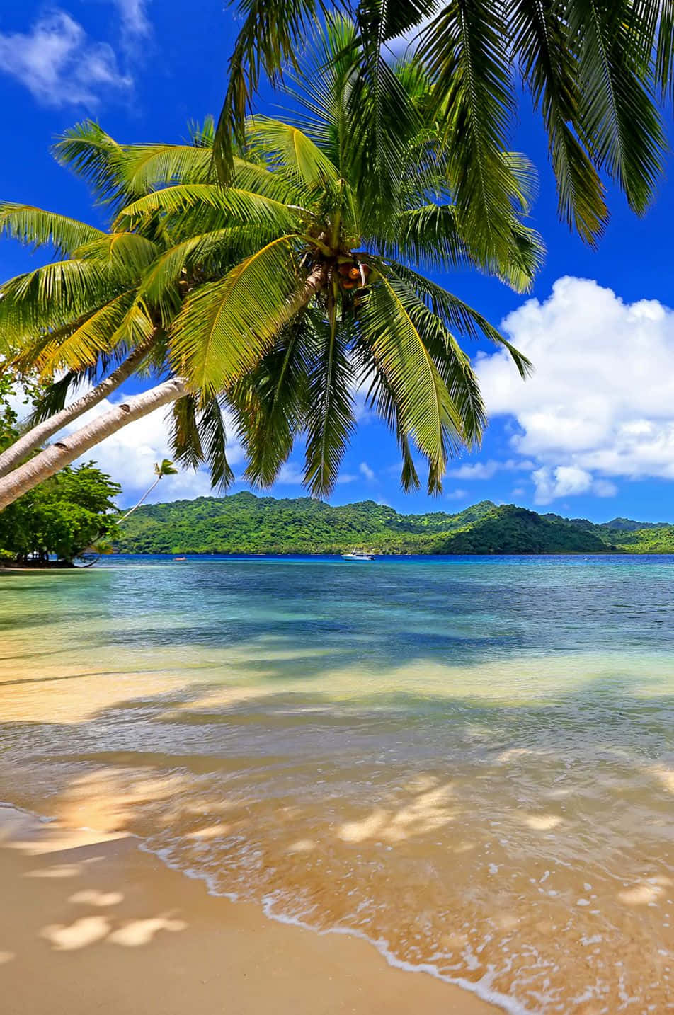 Fiji Beach 桌布 壁紙 — 熱帶海灘，棕櫚樹在碧藍天空和 fluffy 白雲下，於碧綠海水上搖曳。