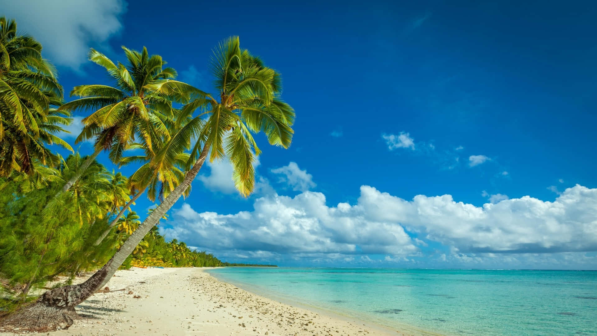 Beach Palm Trees 桌布 壁紙 — 熱帶海灘，白色沙灘上傾斜的棕櫚樹，藍天白雲。
