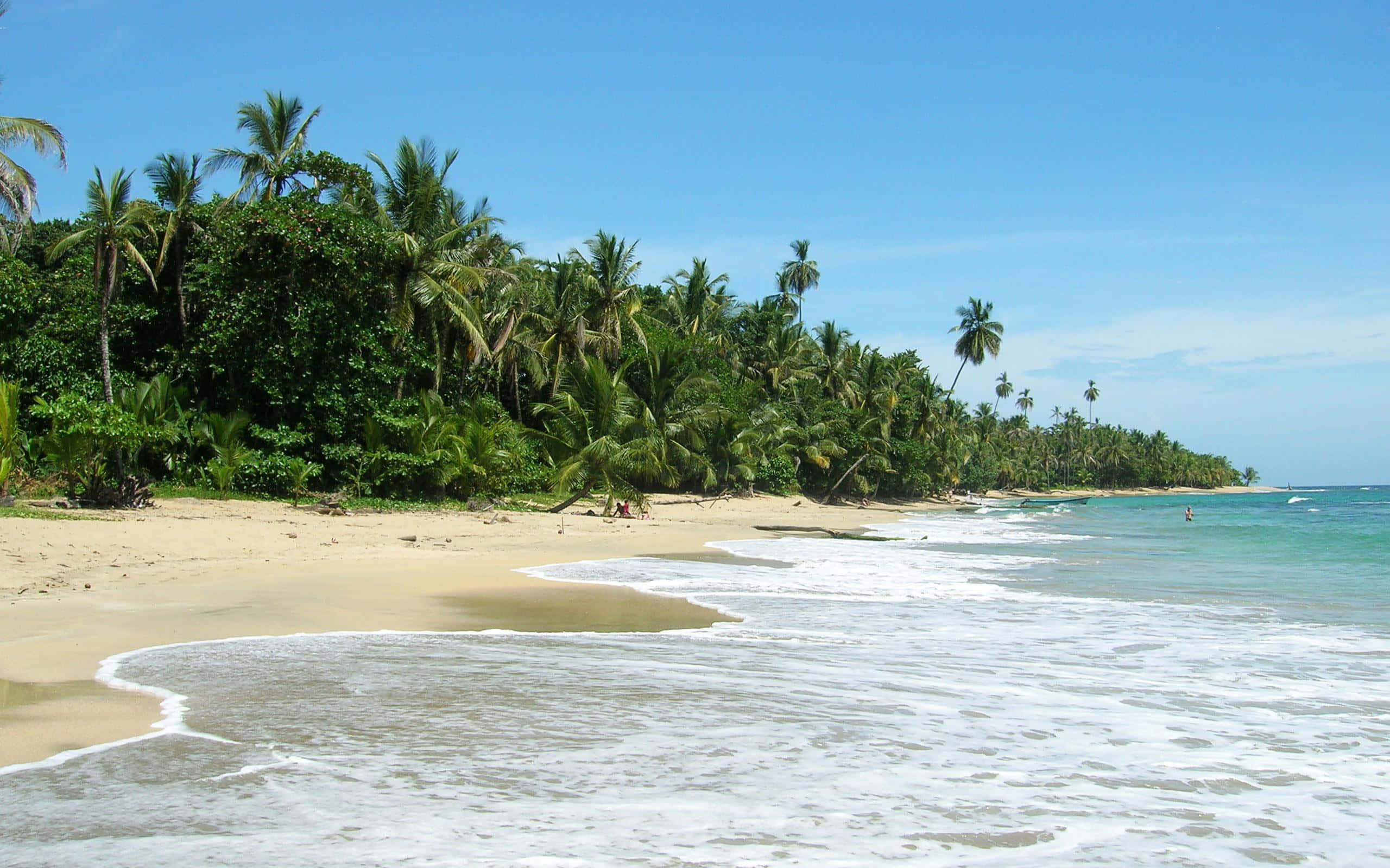 Costa Rica 桌布 壁紙 — 熱帶海灘，碧綠的海浪輕拍金色沙灘，清澈藍天下棕櫚樹環繞。