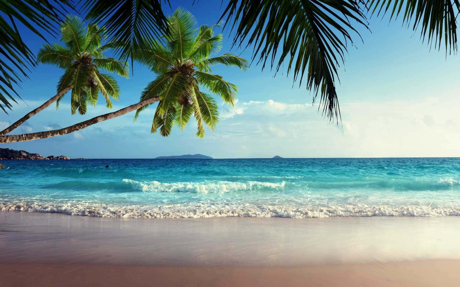 Tropical Beach 桌布 壁紙 — 熱帶海灘，碧綠色的海浪拍打著粉紅色的沙灘，上方是清澈的藍天，四周環繞著茂密的綠色棕櫚葉。